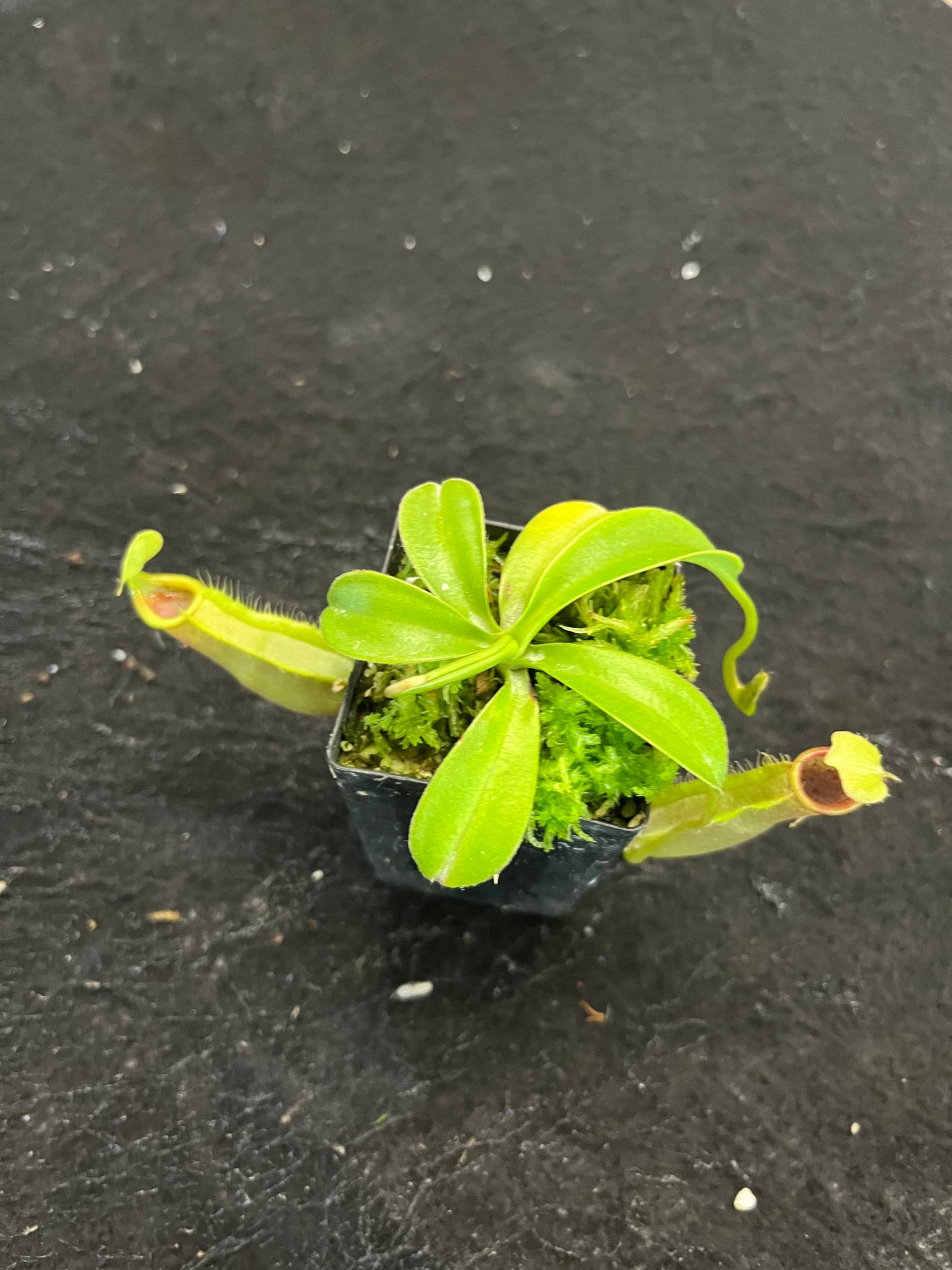 Nepenthes spathulata