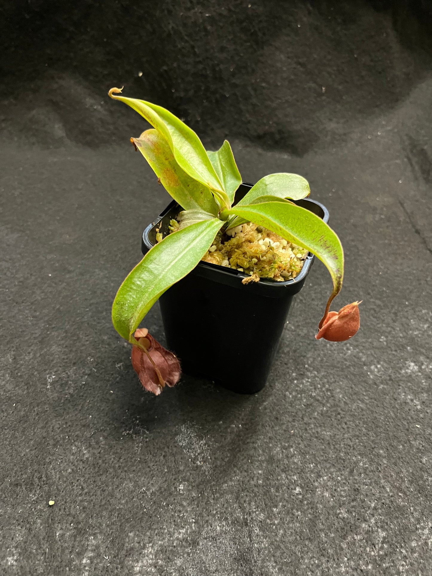 Nepenthes mirabilis var. globosa x ampullaria Black Miracle