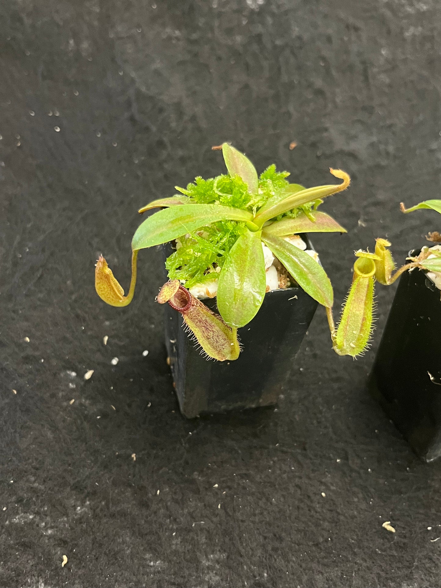 Nepenthes hamata x veitchii BE-3943