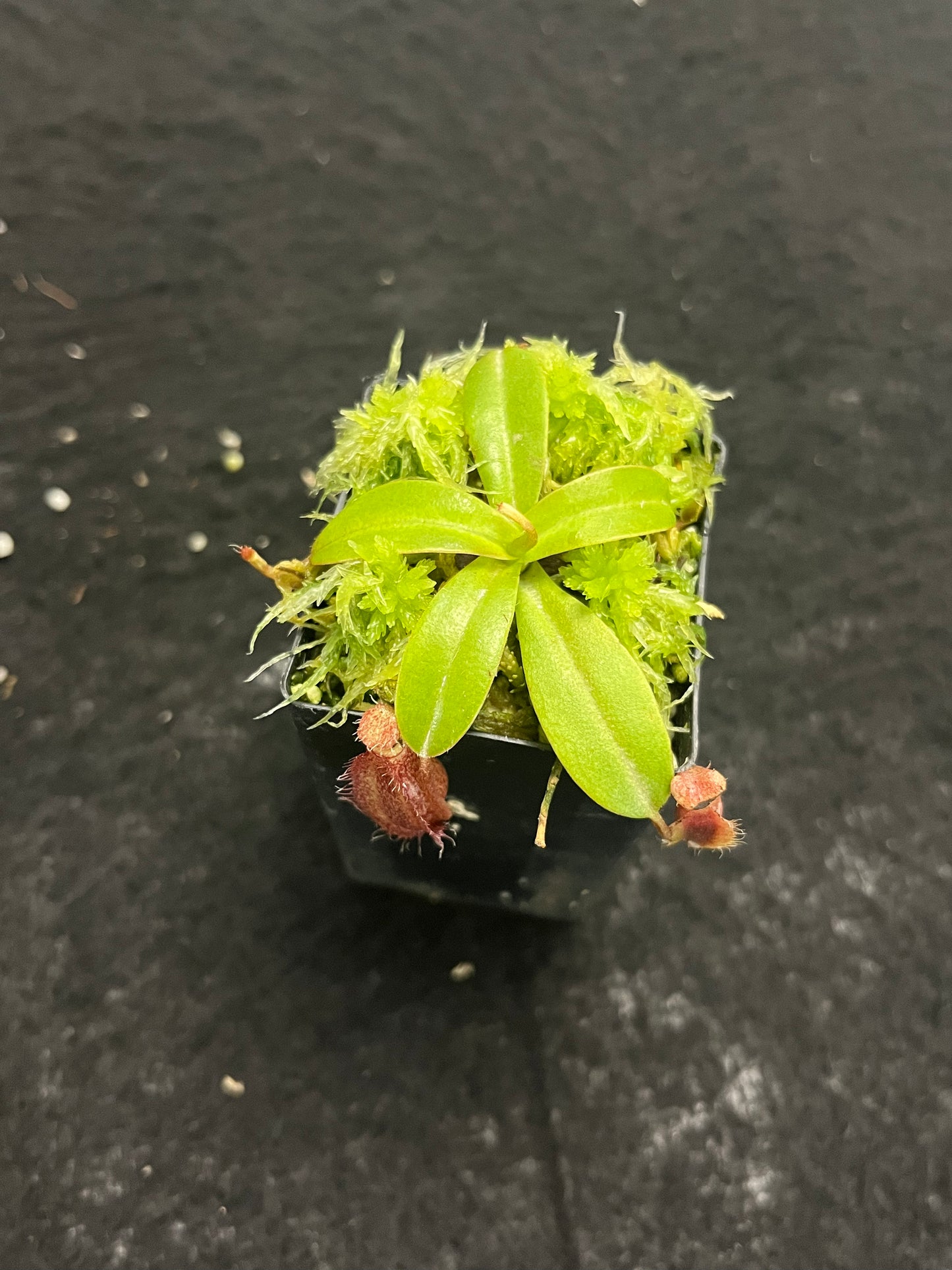 Nepenthes villosa x hamata BE-4099