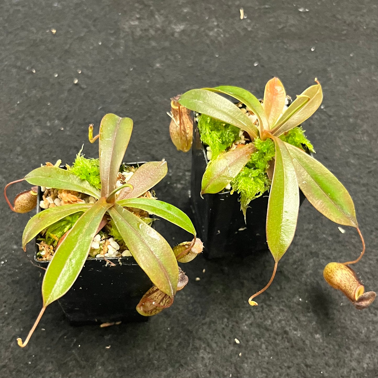 Nepenthes burkei x tenuis BE-4535