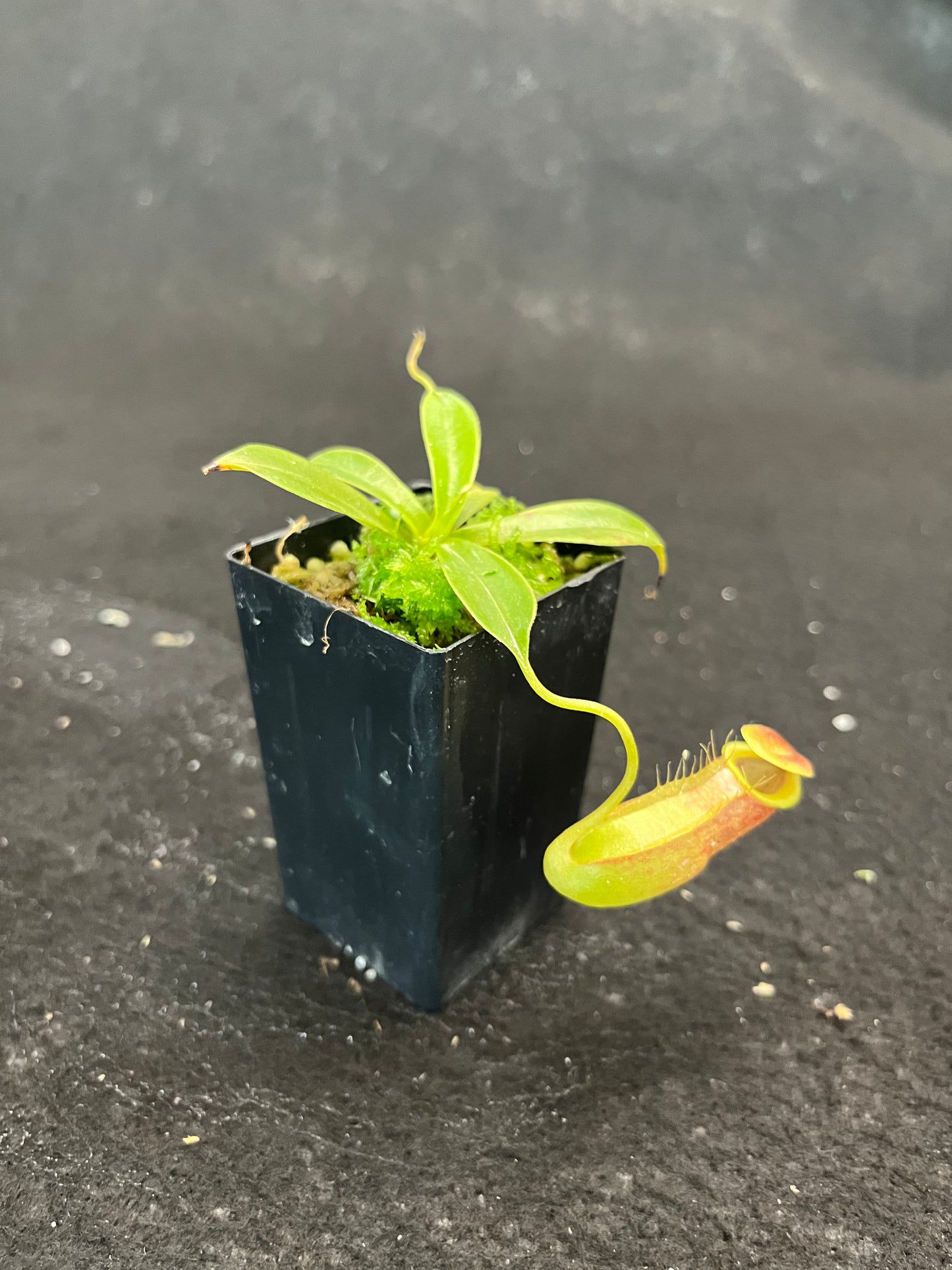 Nepenthes spathulata x tenuis