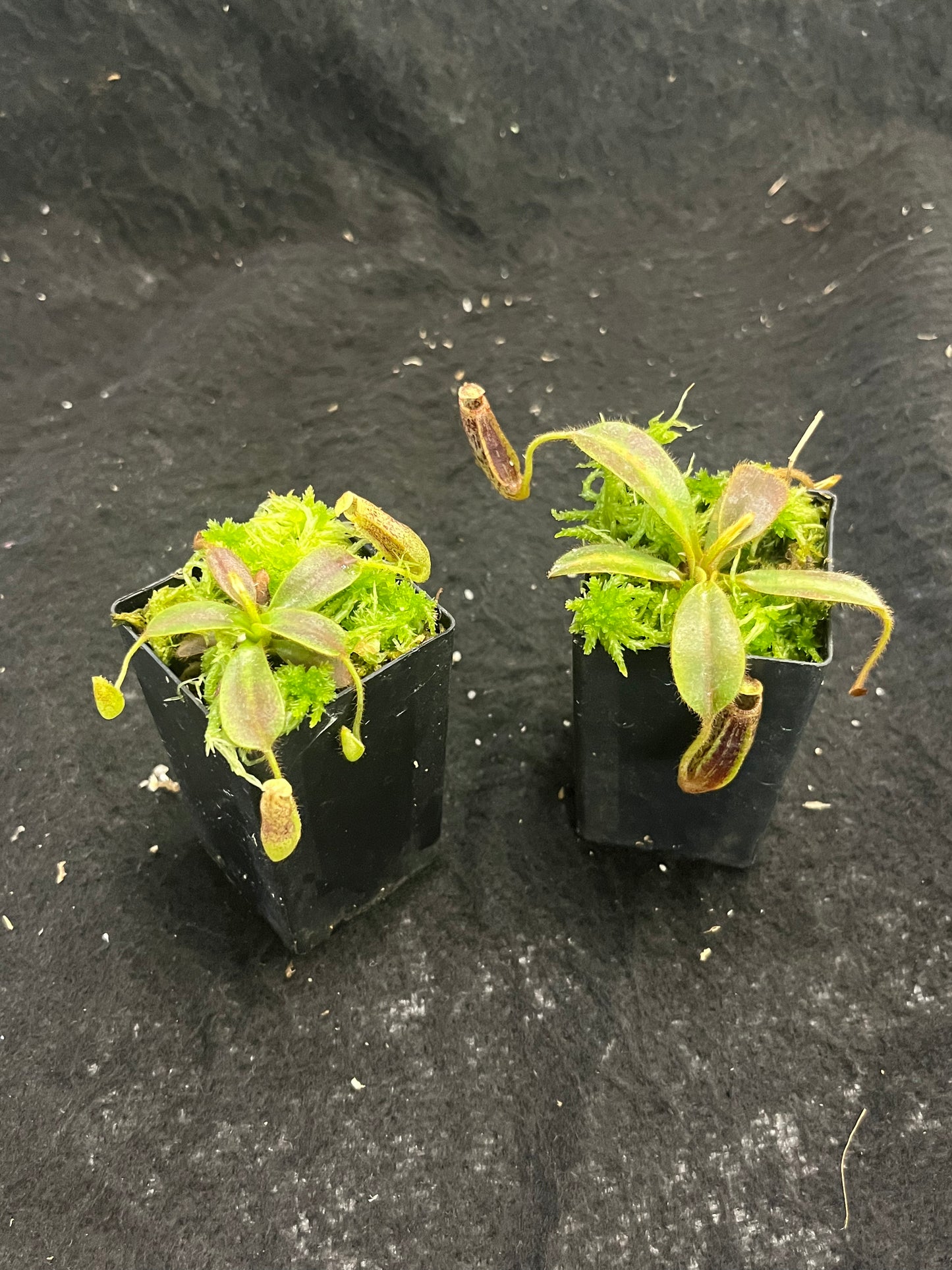 Nepenthes mollis BE-3921