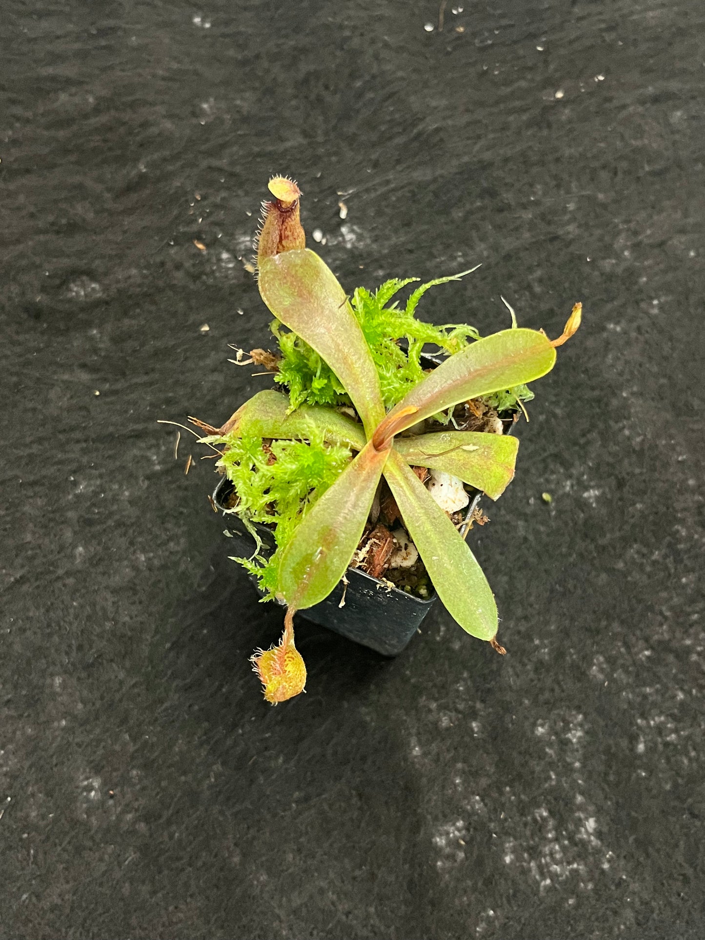 Nepenthes hamata x veitchii BE-4086