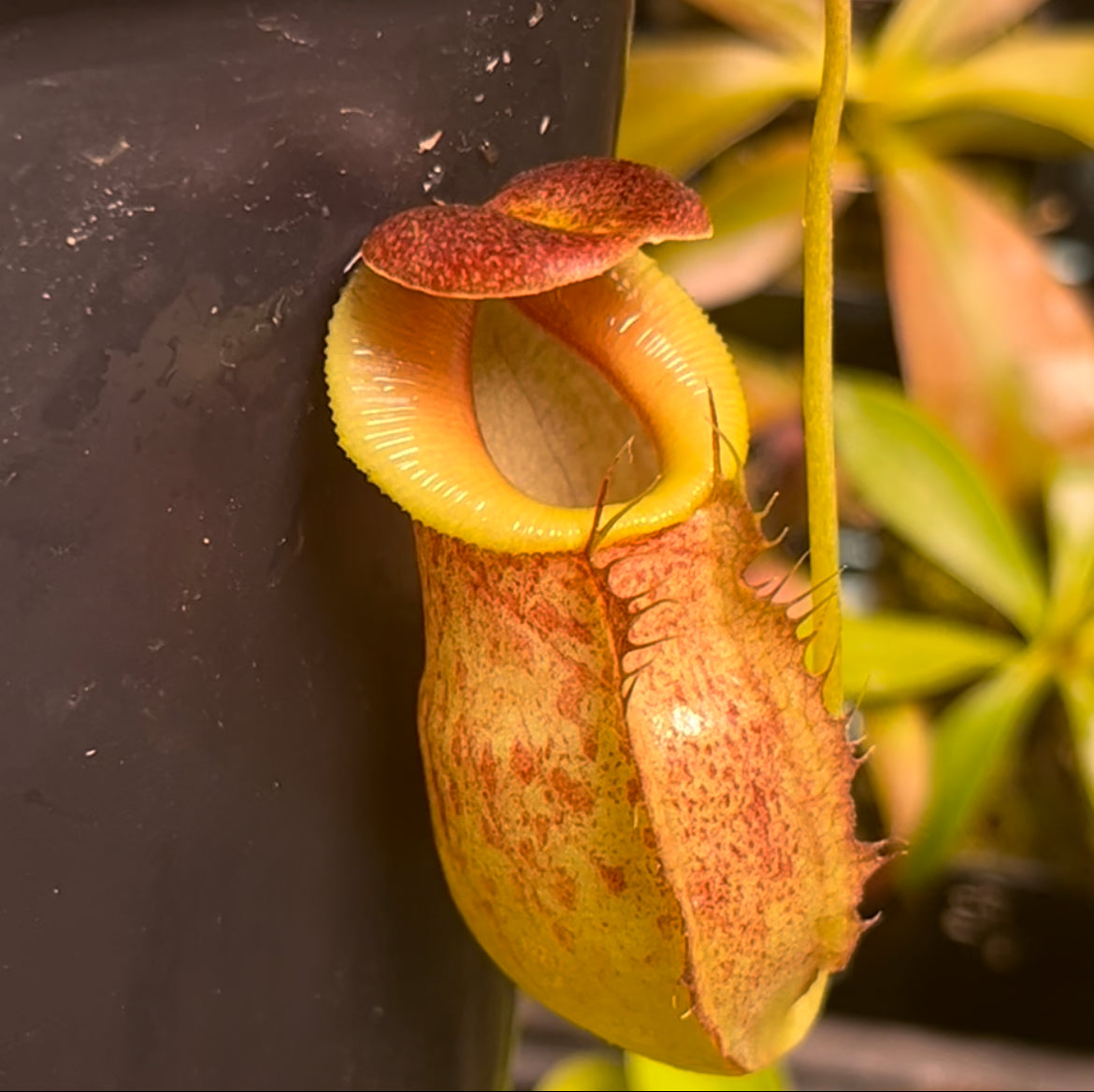 Nepenthes spathulata x tenuis