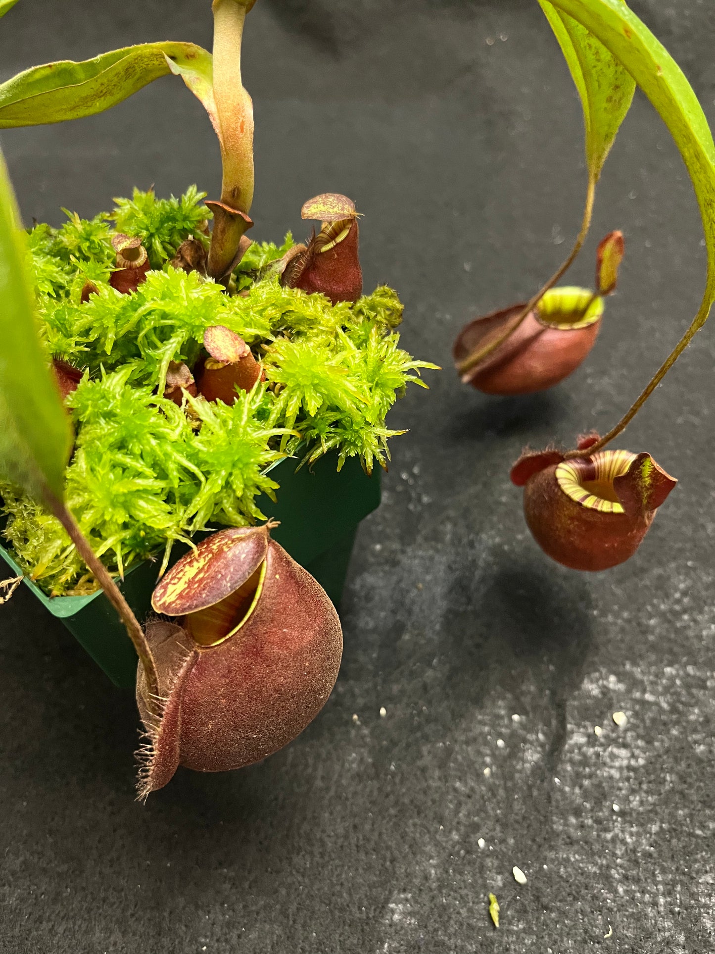 Nepenthes mirabilis var. globosa x ampullaria Black Miracle