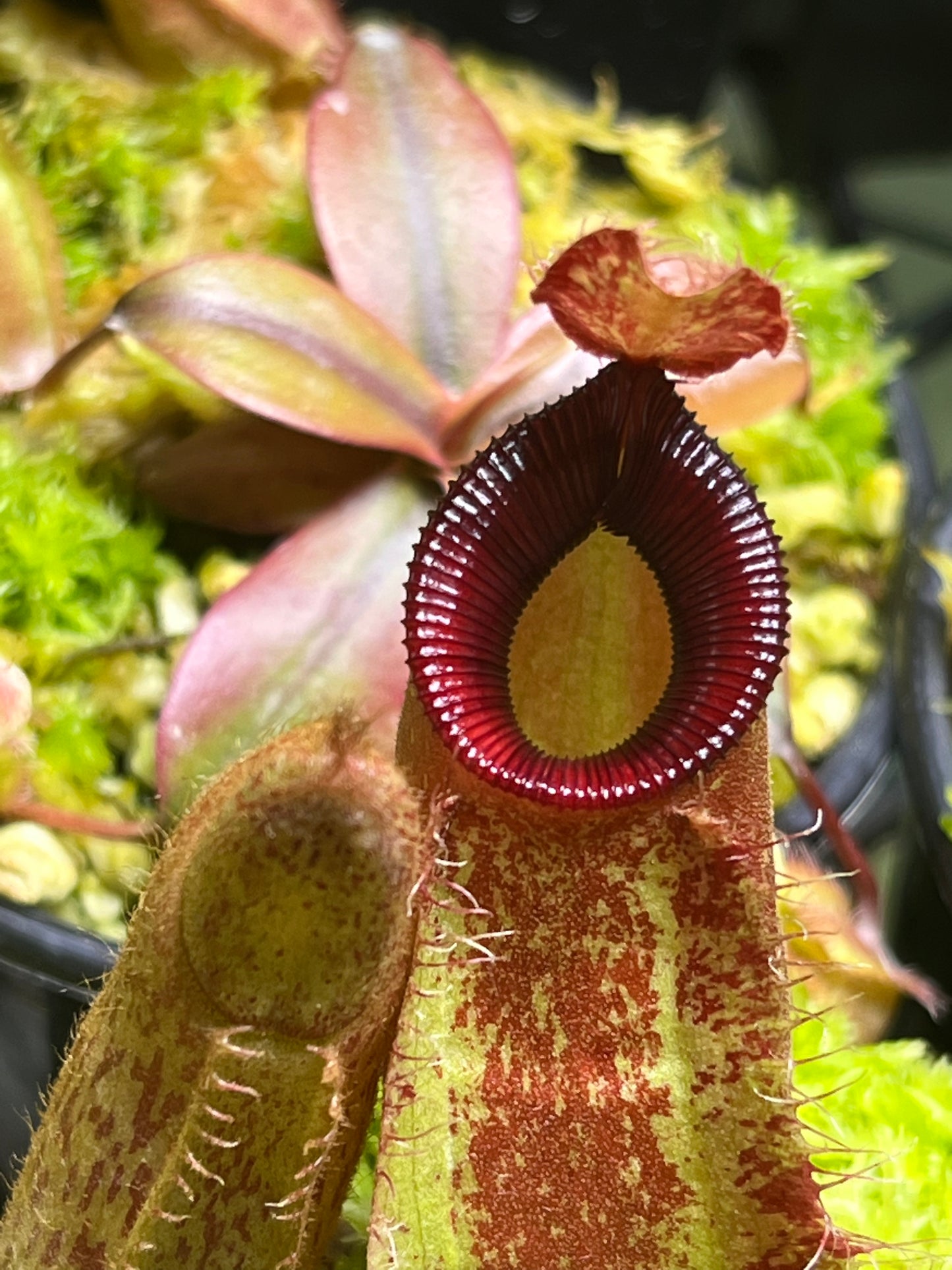 Nepenthes ampullaria x hamata