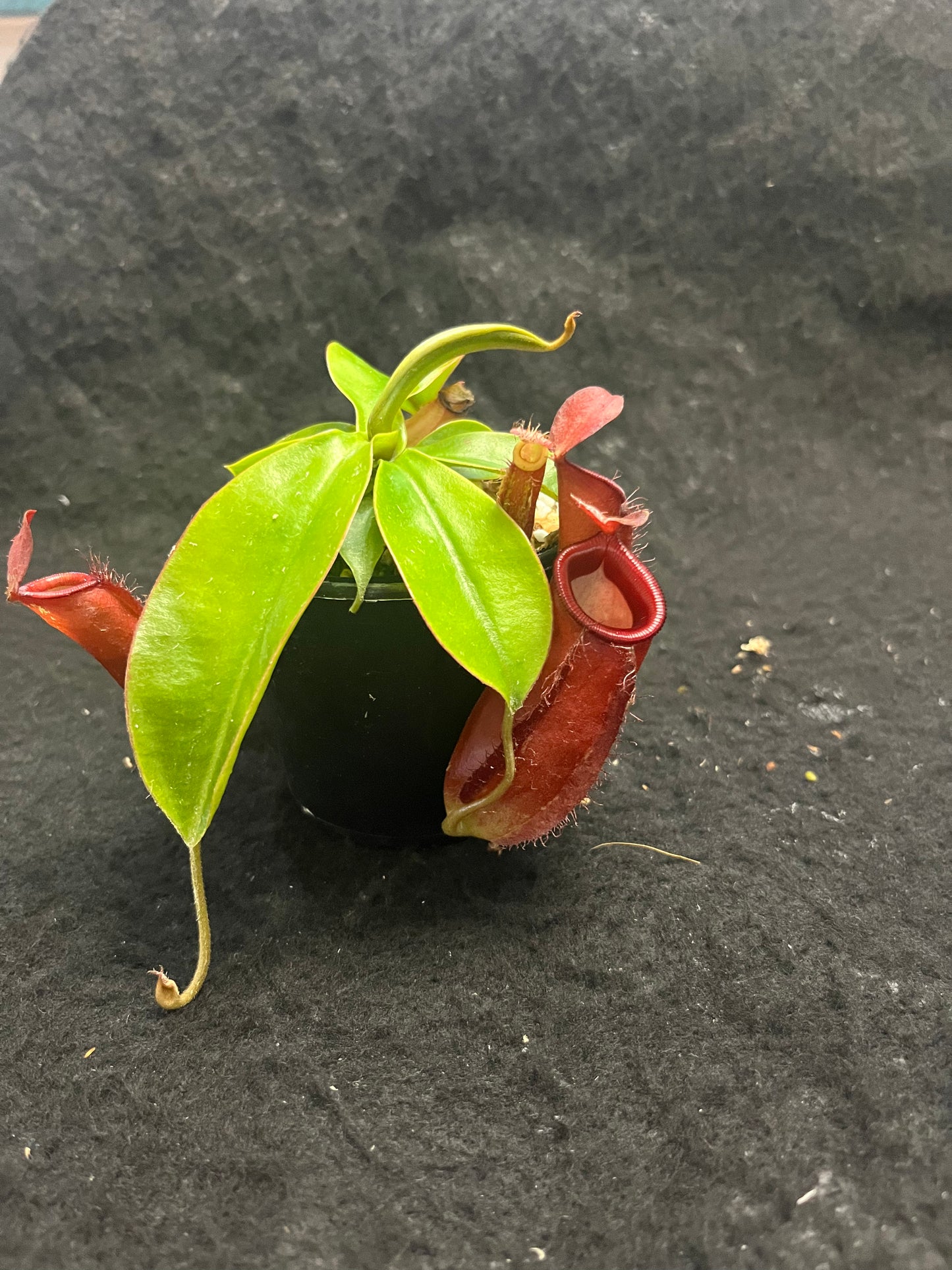 Nepenthes ampullaria x (sibuyanensis x ventricosa) ‘Diana’