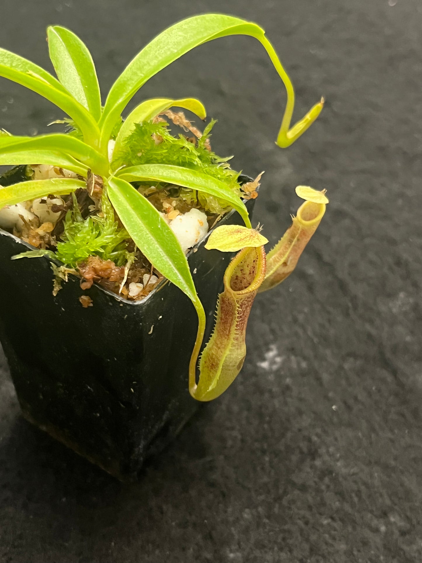 Nepenthes singalana BE-3170