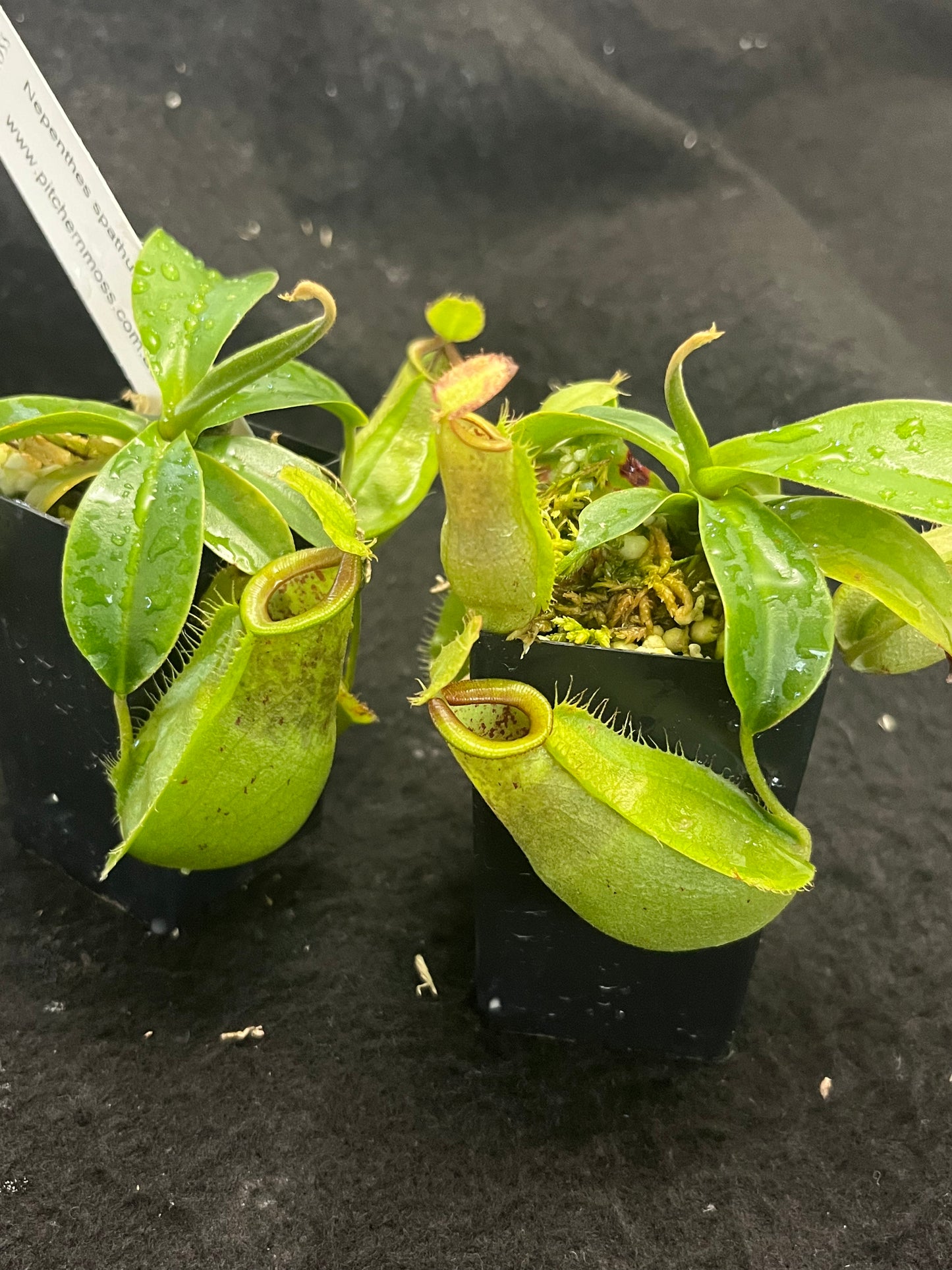 Nepenthes spathulata x ampullaria