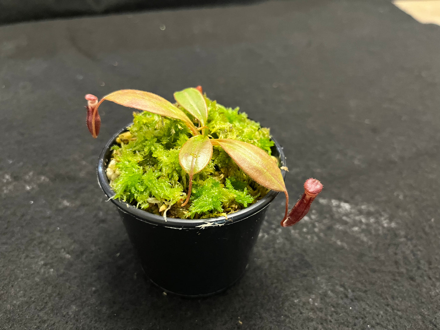 Nepenthes rajah x (burbidgeae x edwardsiana)