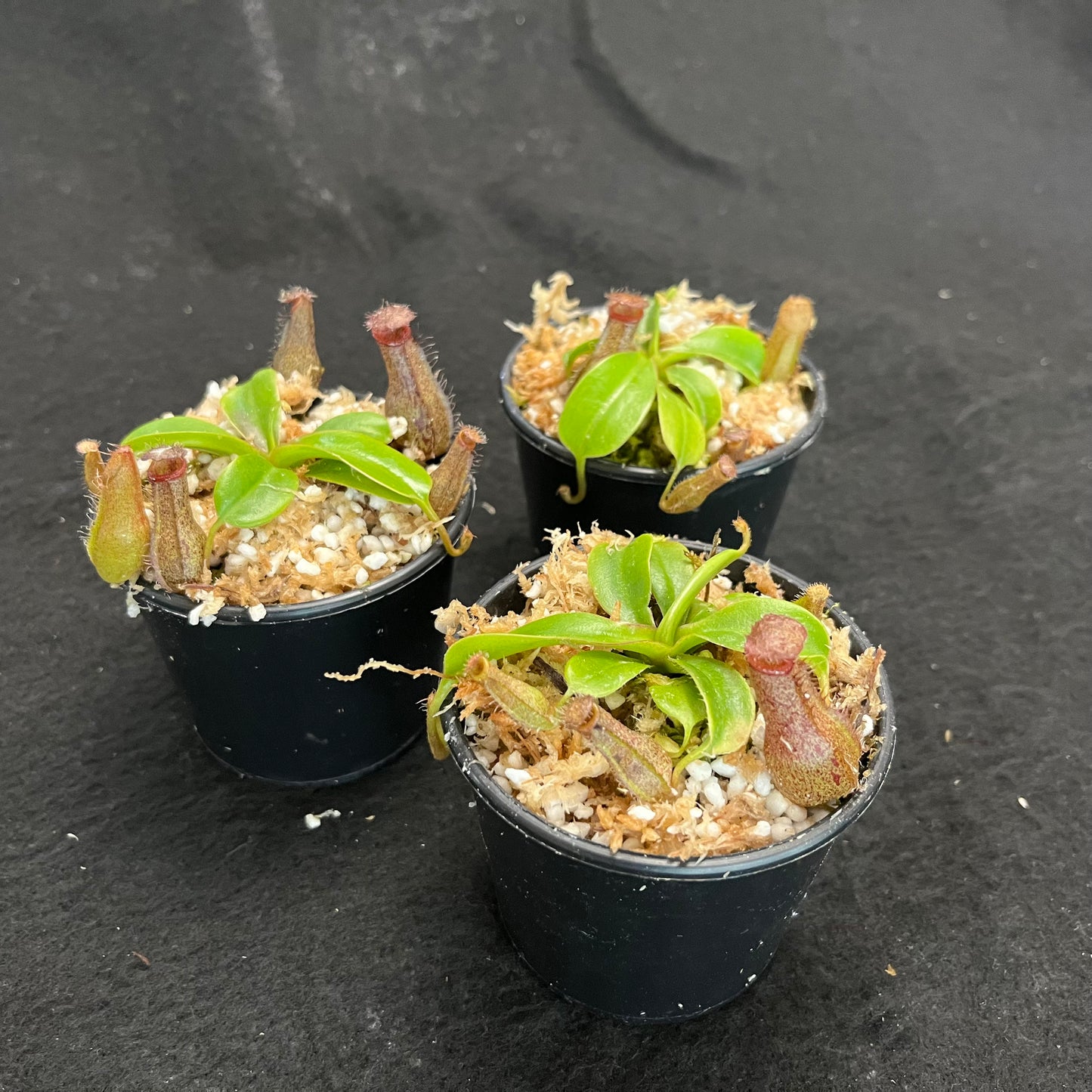 Nepenthes ventricosa x robcantleyi ‘Queen Malani’