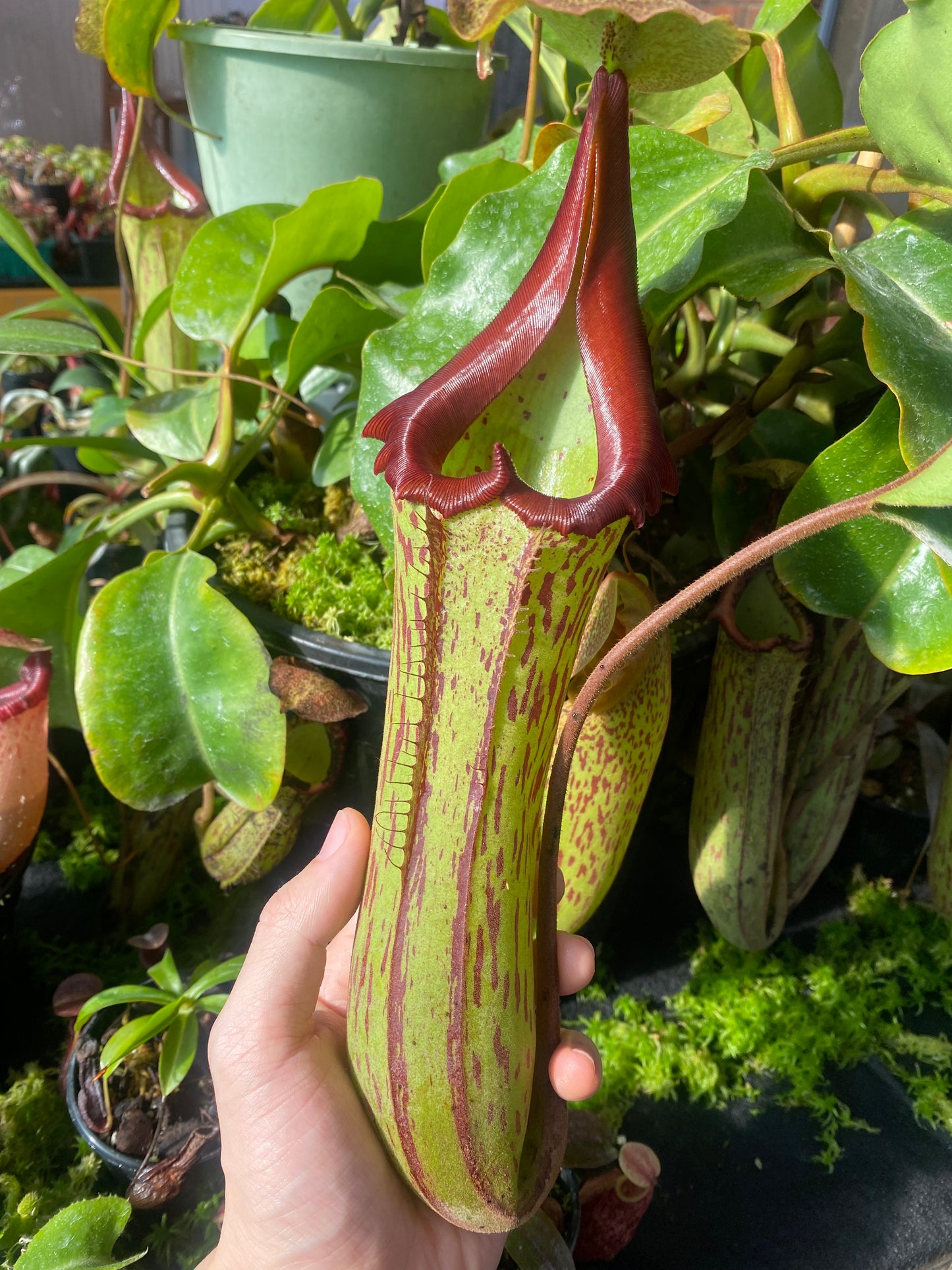 Nepenthes truncata x maxima