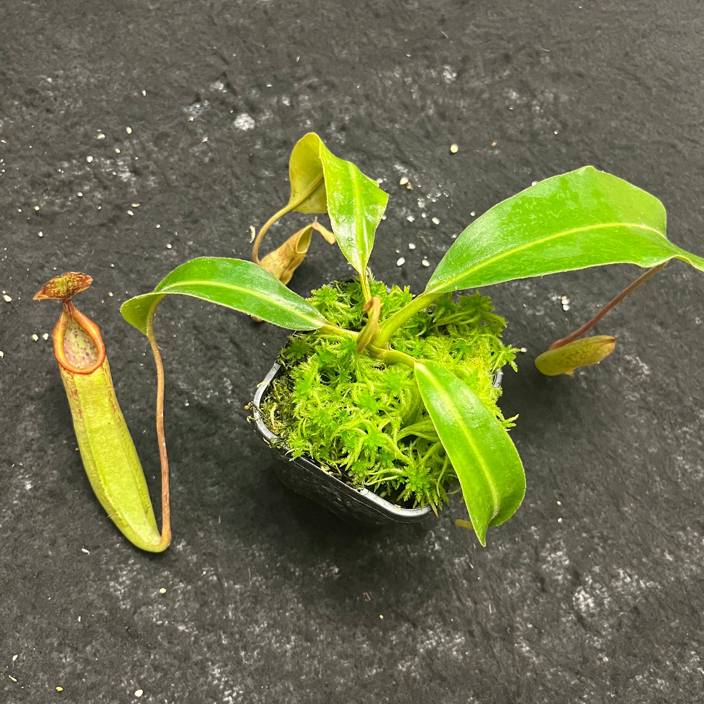 Nepenthes veitchii x boschiana