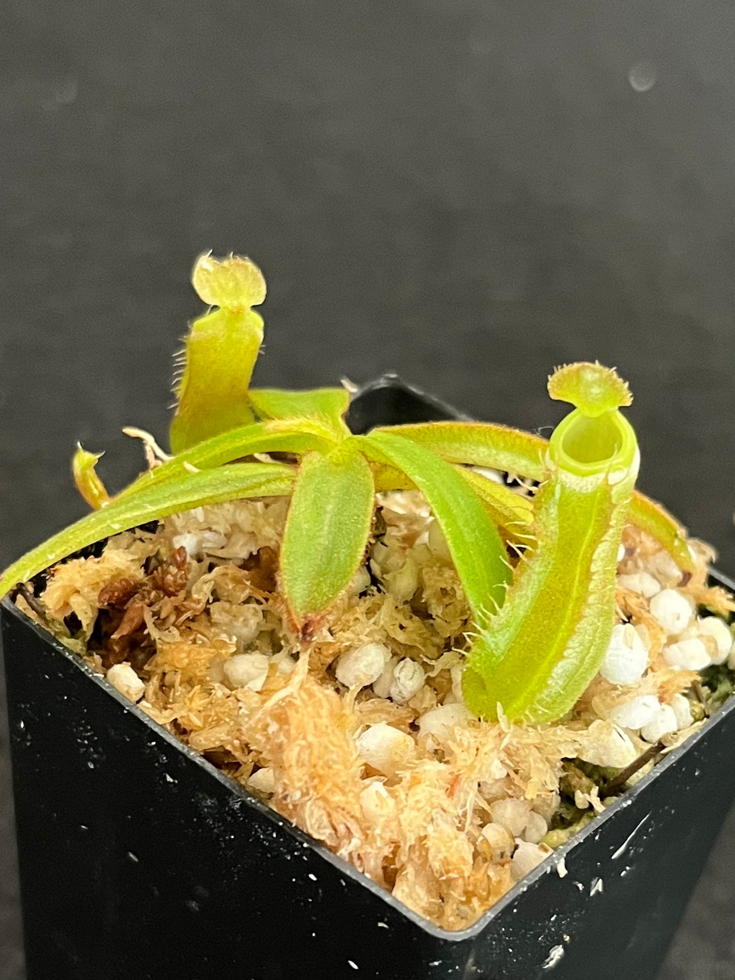 Nepenthes albomarginata Green