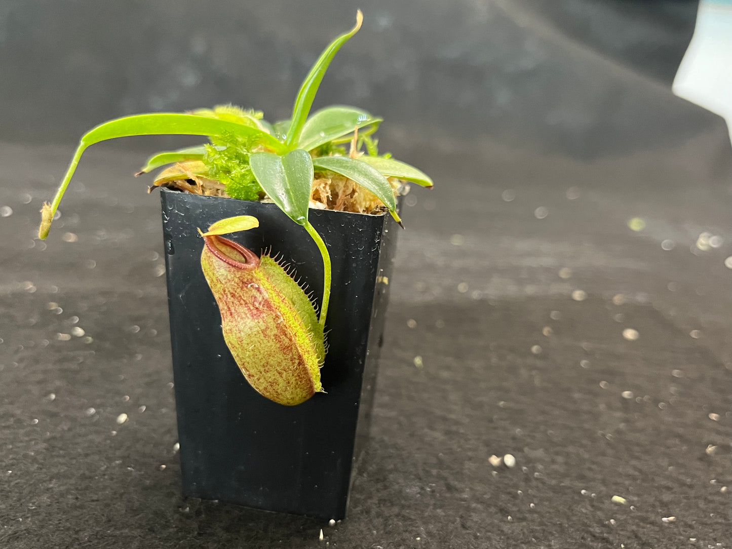 Nepenthes merrilliana x aristolochioides