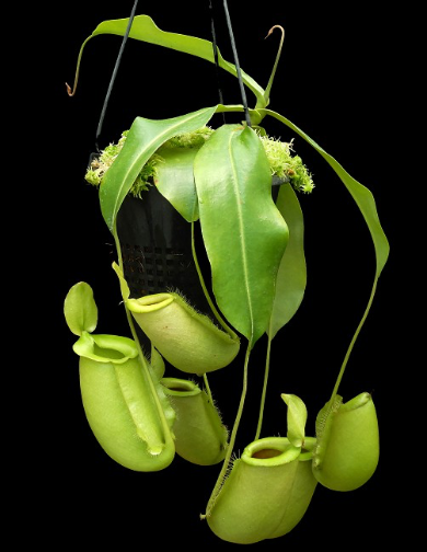 Nepenthes spathulata x ampullaria