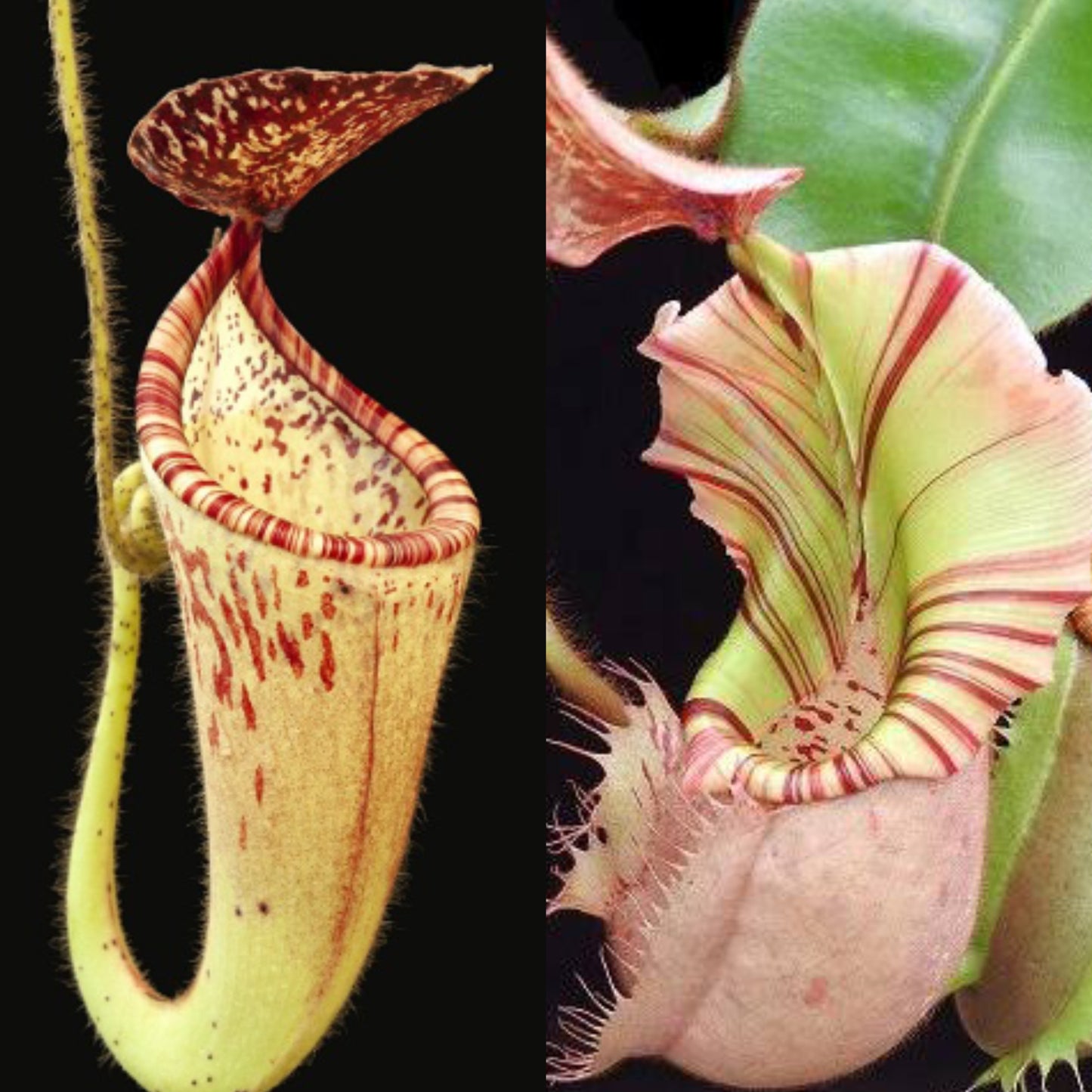 Nepenthes glandulifera x veitchii BE-3689