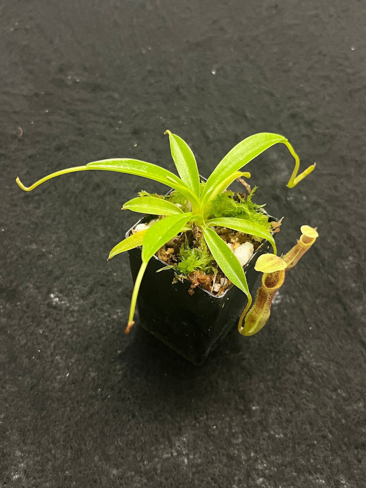 Nepenthes singalana BE-3170