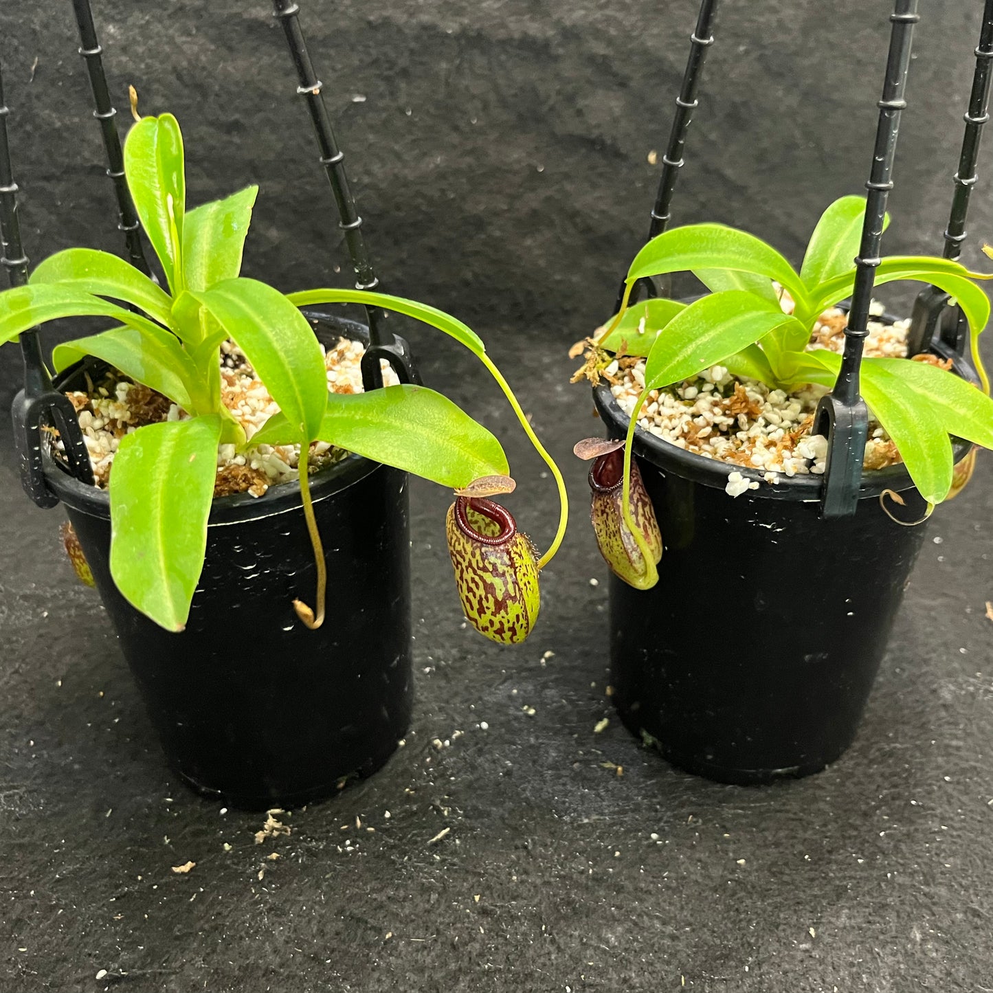 Nepenthes aristolochioides x burkei BE-3832