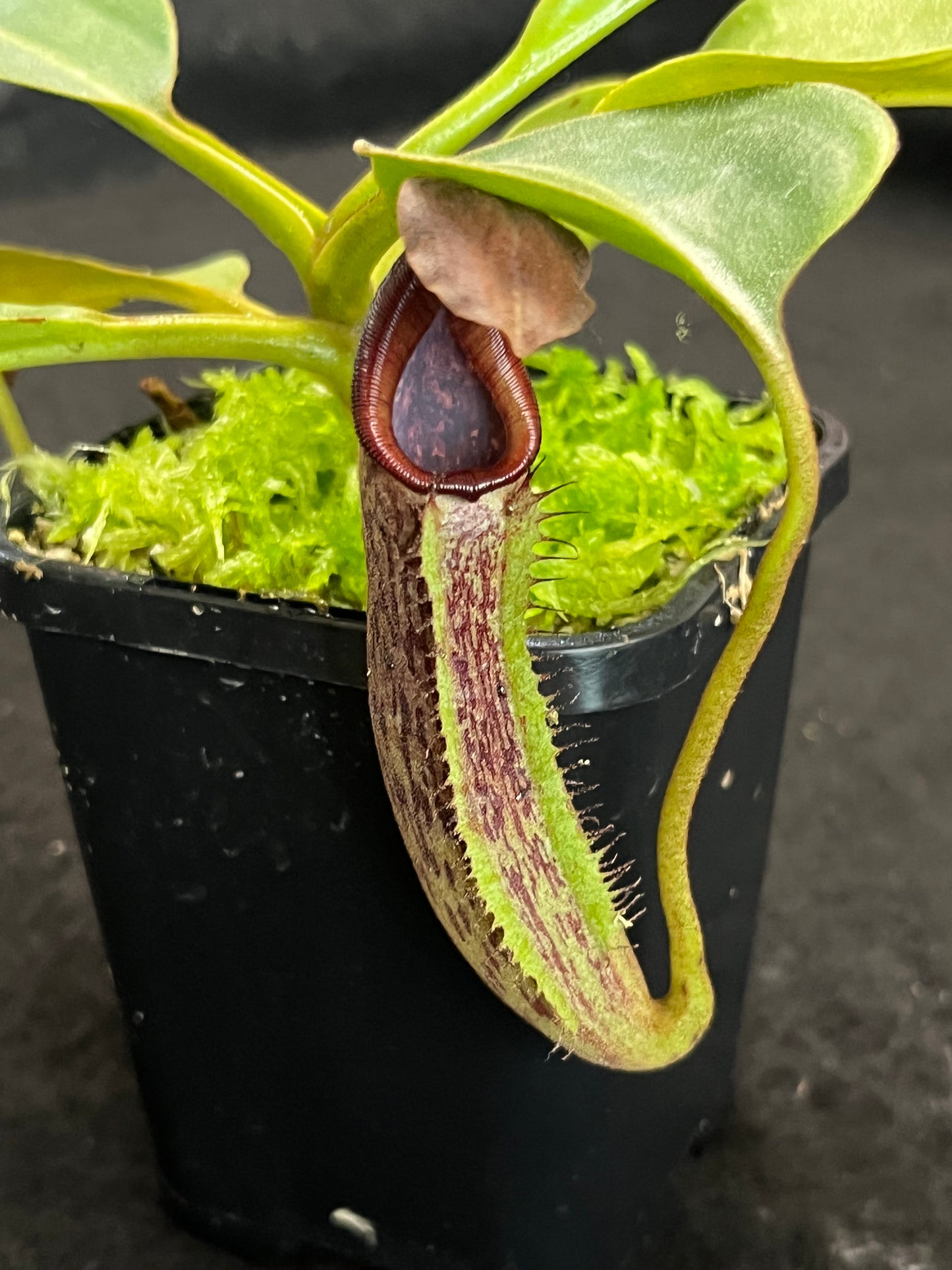 Nepenthes robcantleyi x fusca