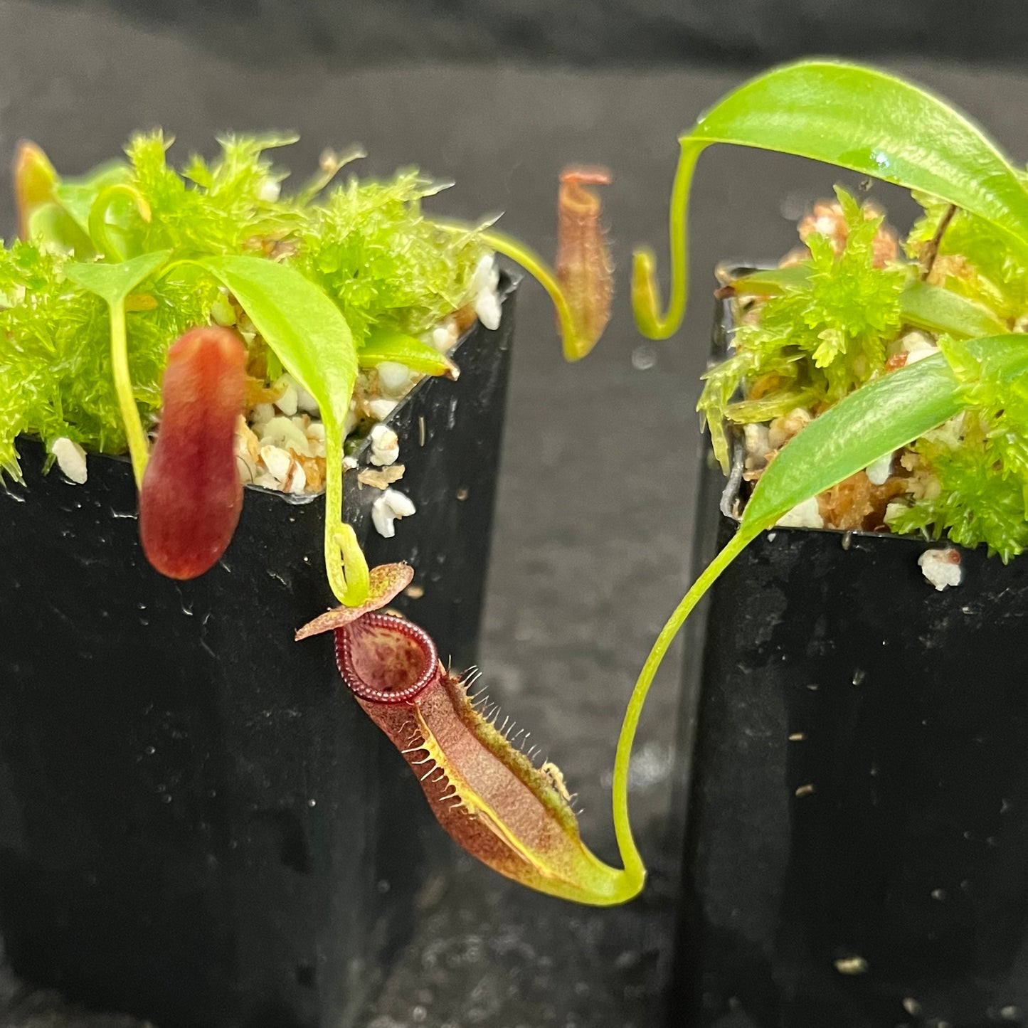 Nepenthes singalana x lowii BE-4080