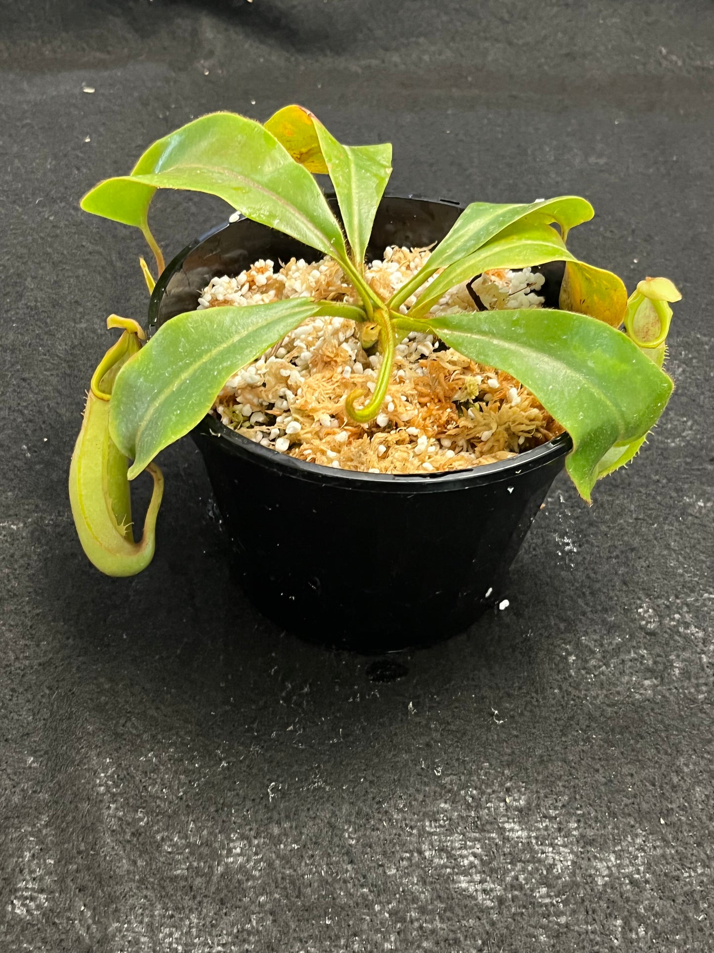 Nepenthes veitchii Bario Gold SG