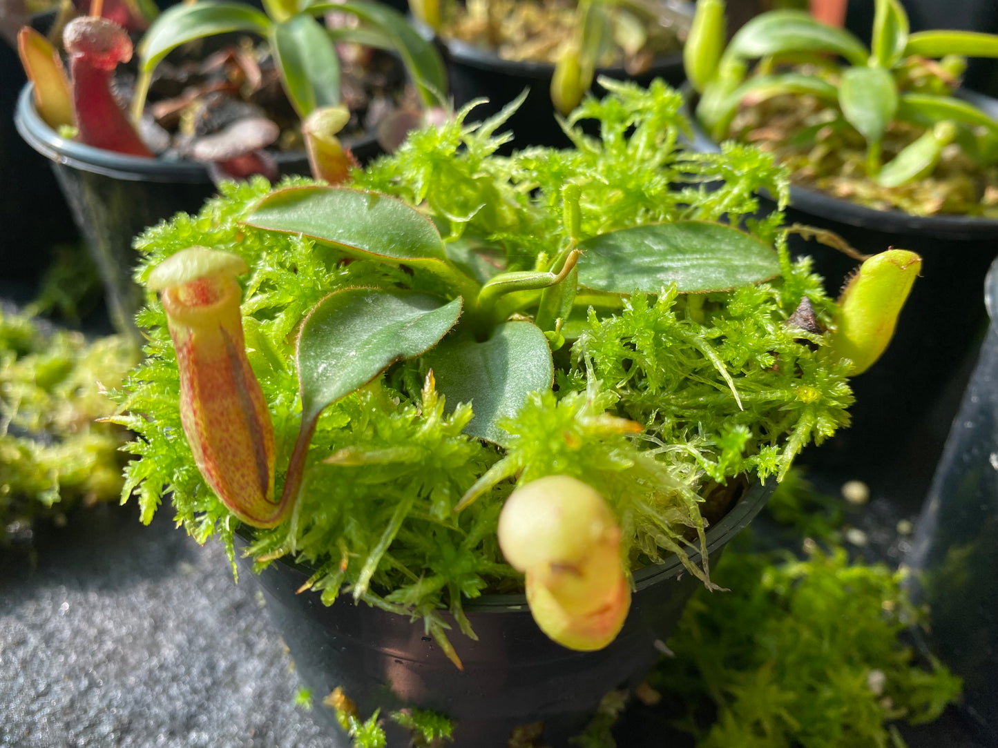 Nepenthes rajah BE-3152