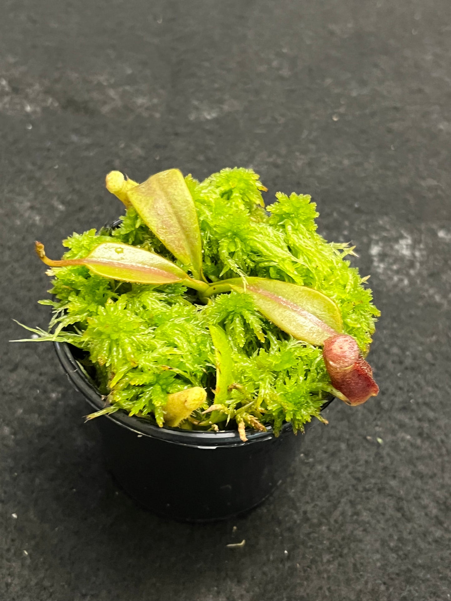 Nepenthes burbidgeae x (veitchii x lowii)