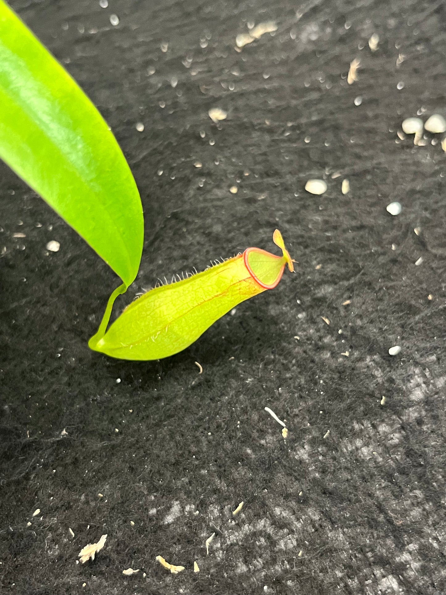 Nepenthes gracilis