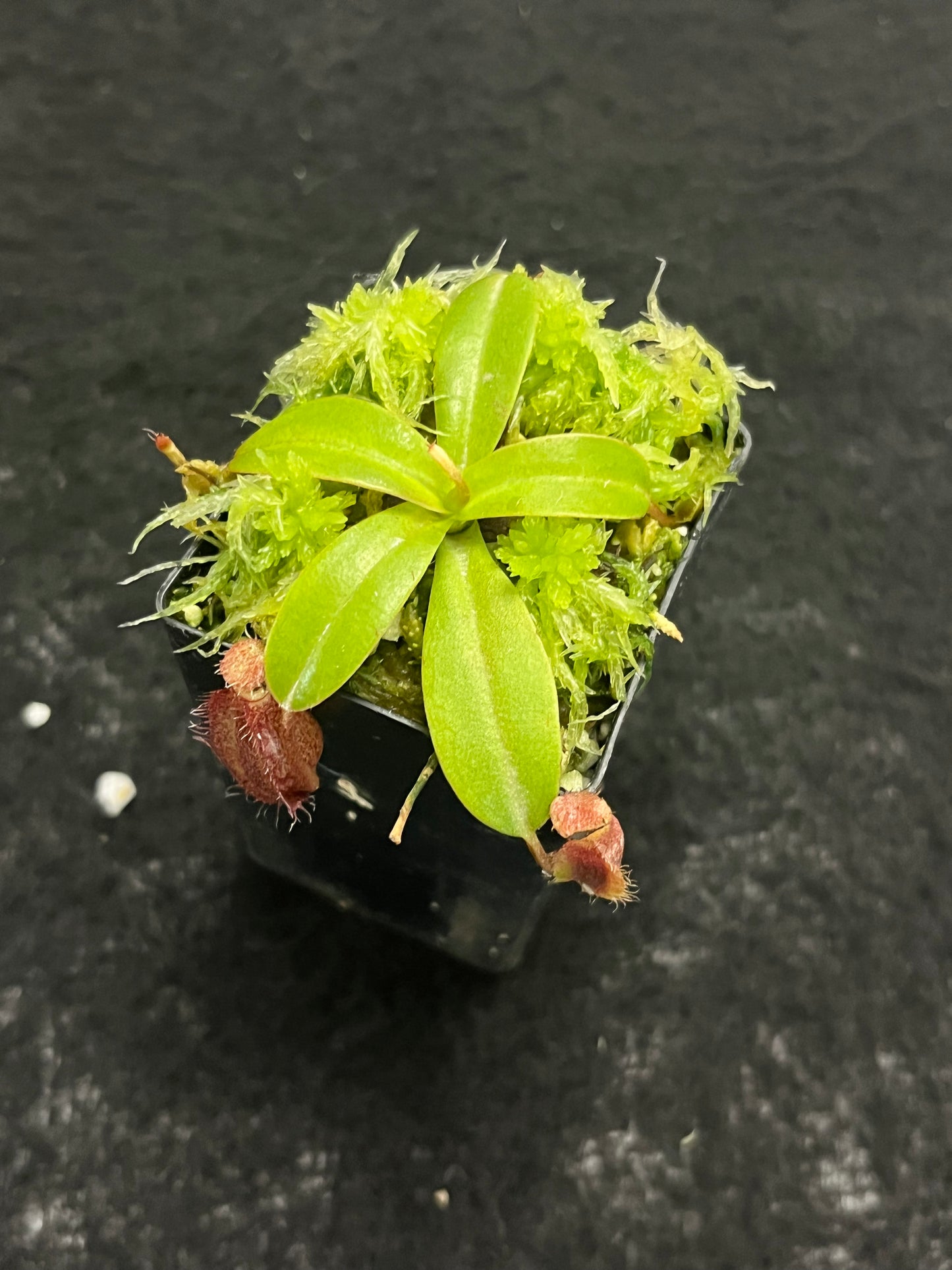 Nepenthes villosa x hamata BE-4099