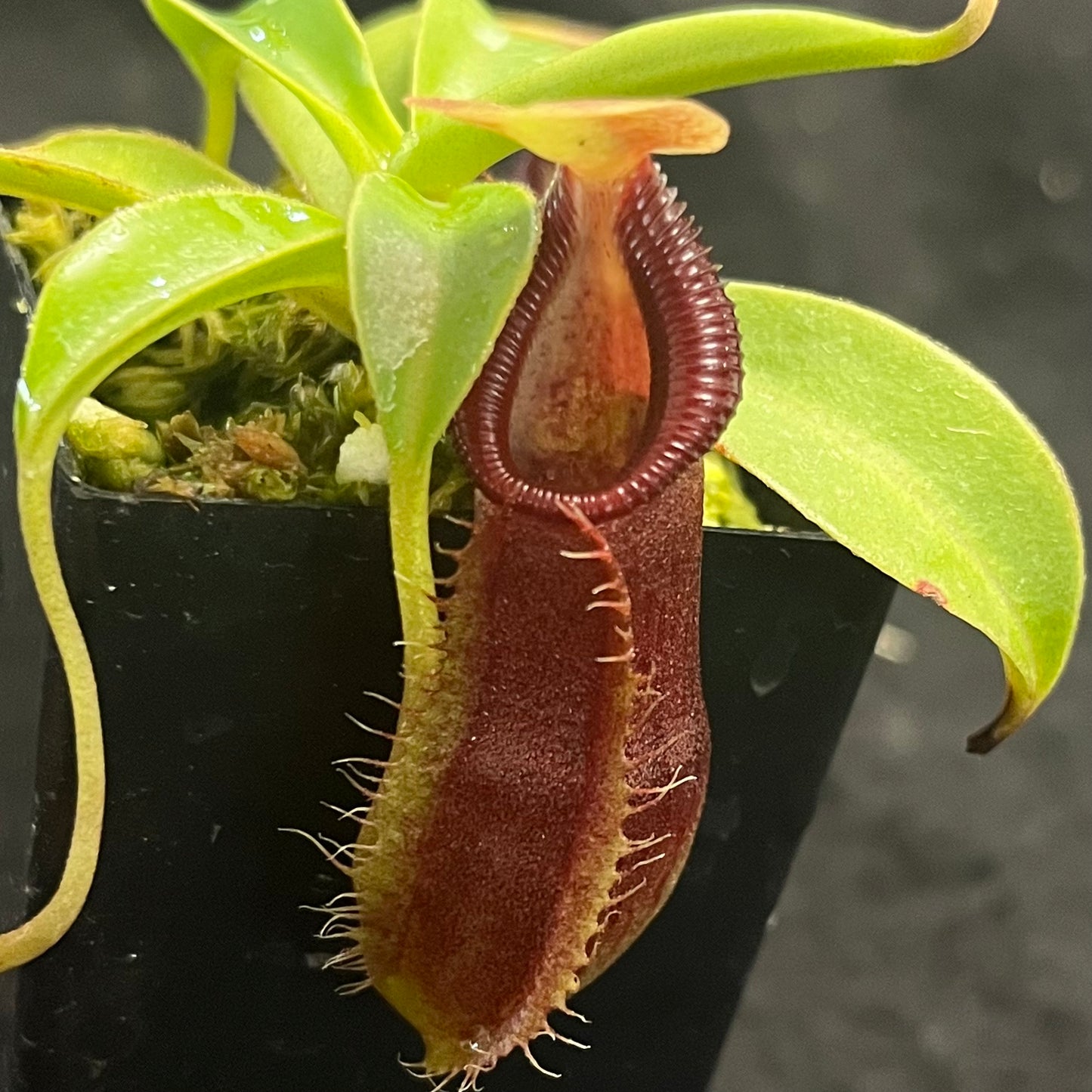 Nepenthes spathulata x singalana BE-4004