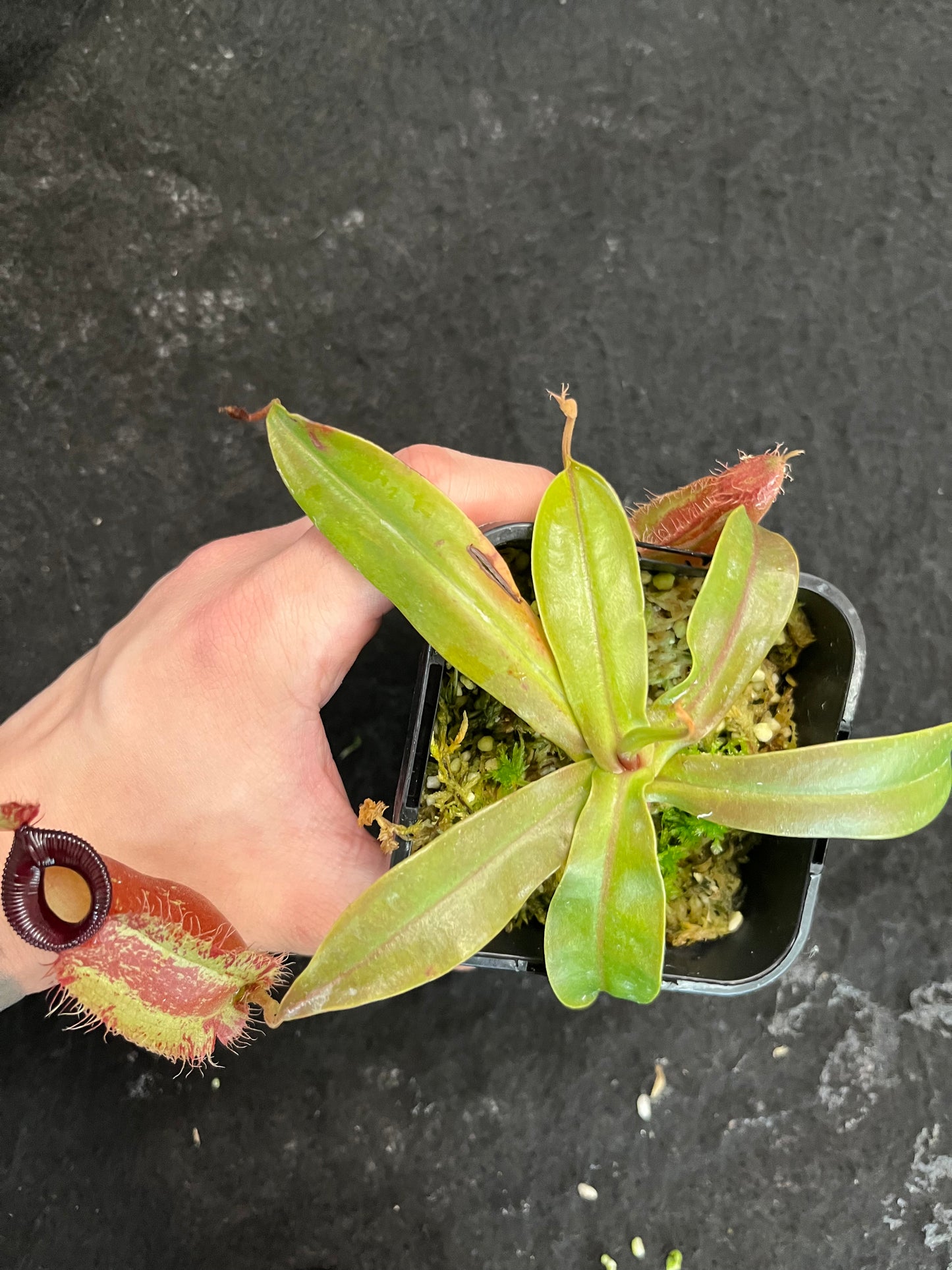 Nepenthes ampullaria x hamata