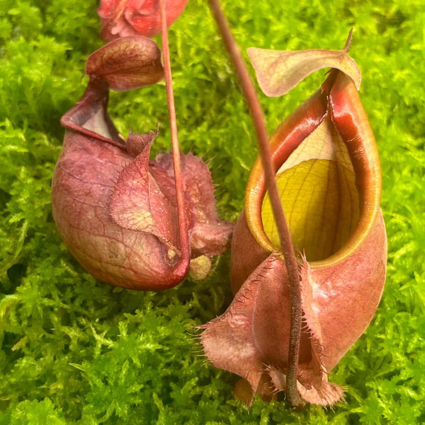 Nepenthes orbiculata