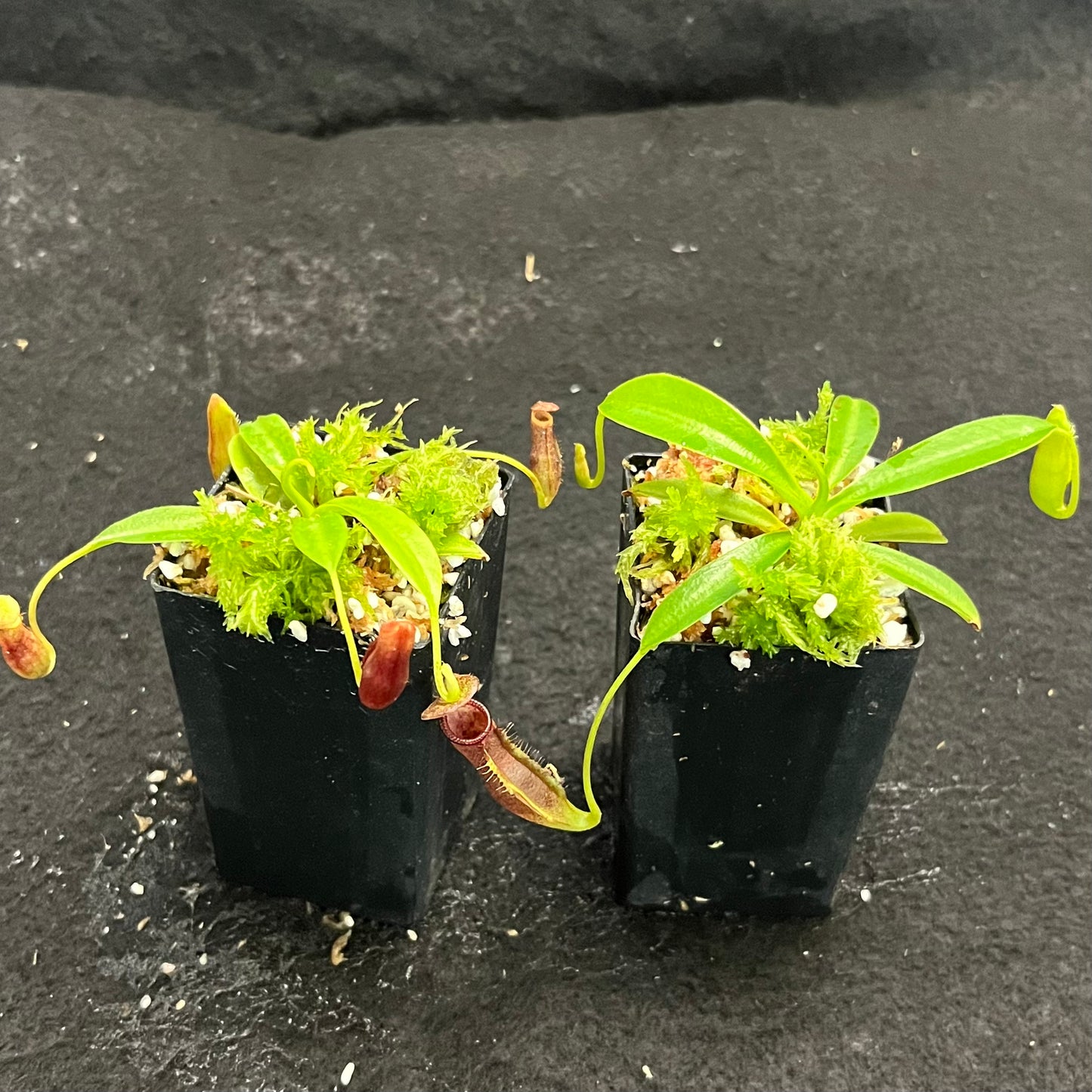 Nepenthes singalana x lowii BE-4080