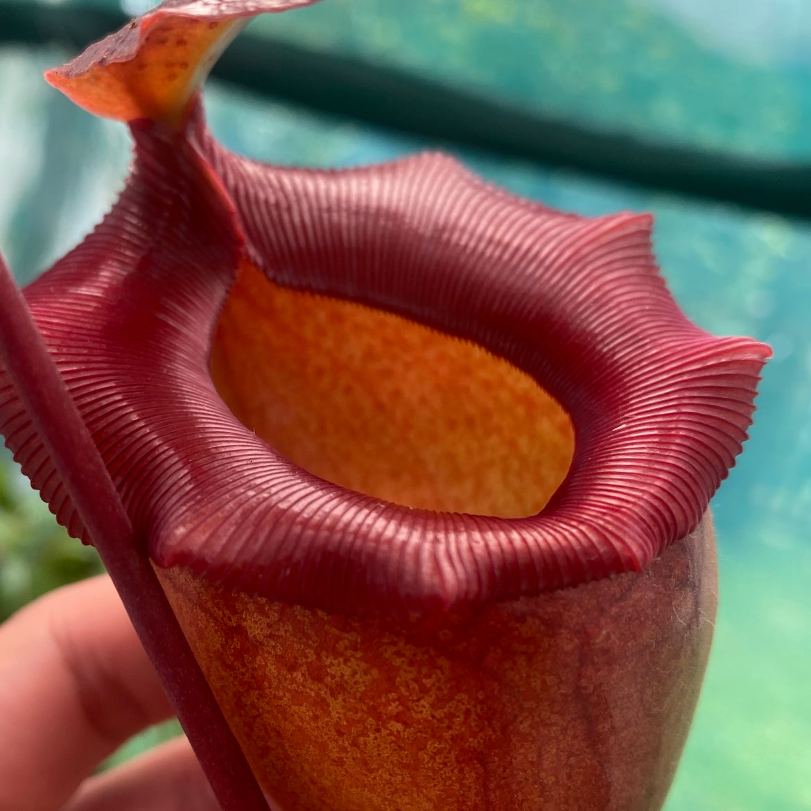 Nepenthes (sibuyanensis x ventricosa) x jacquelineae