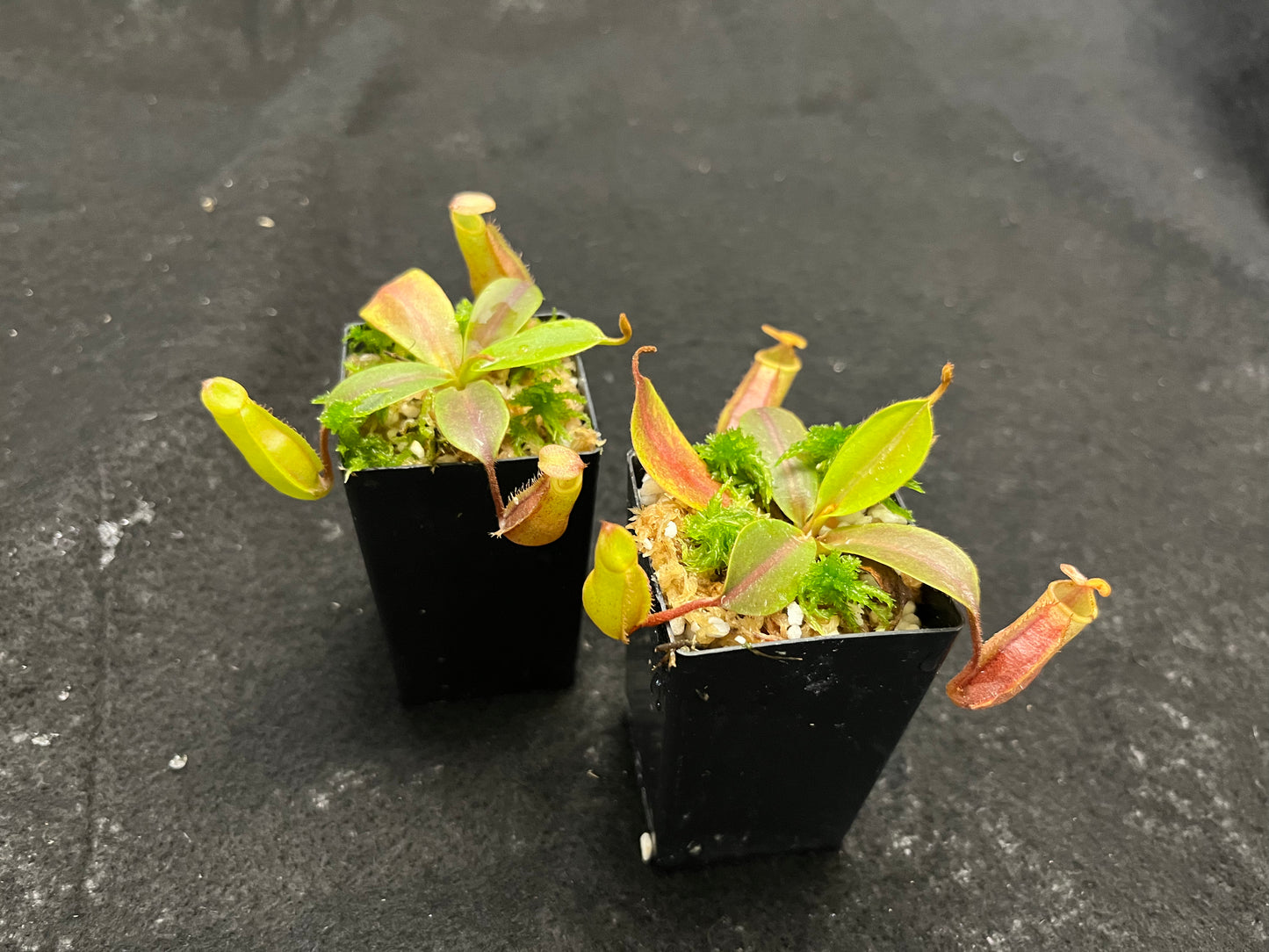 Nepenthes veitchii x mira BE-3696