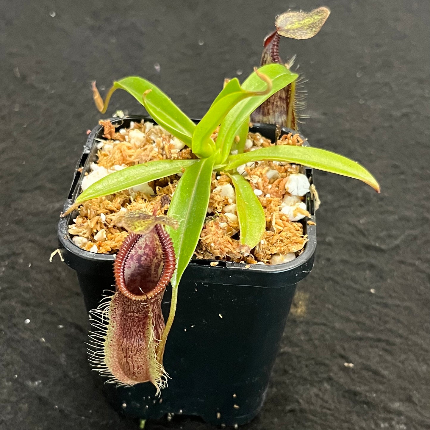 Nepenthes singalana x hamata BE-3955