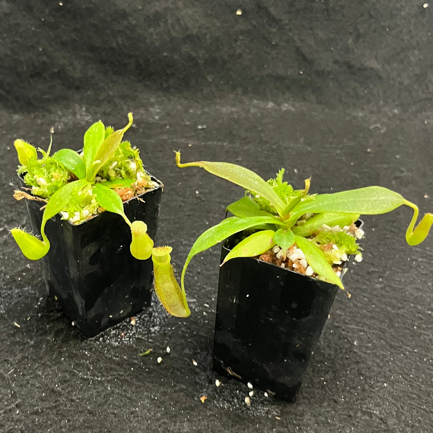 Nepenthes spectabilis x bongso  BE-3991