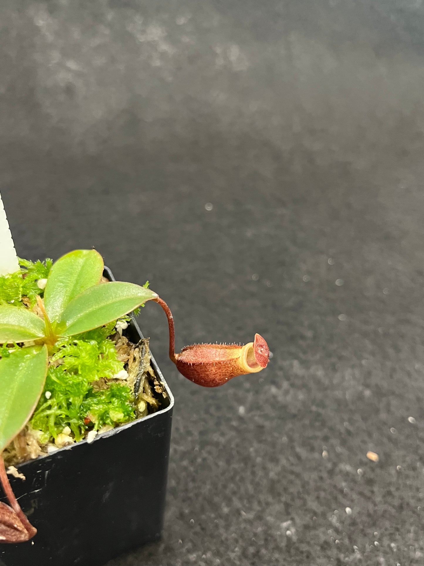 Nepenthes rajah x mira