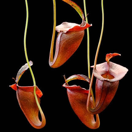 Nepenthes jacquelineae Seed-grown