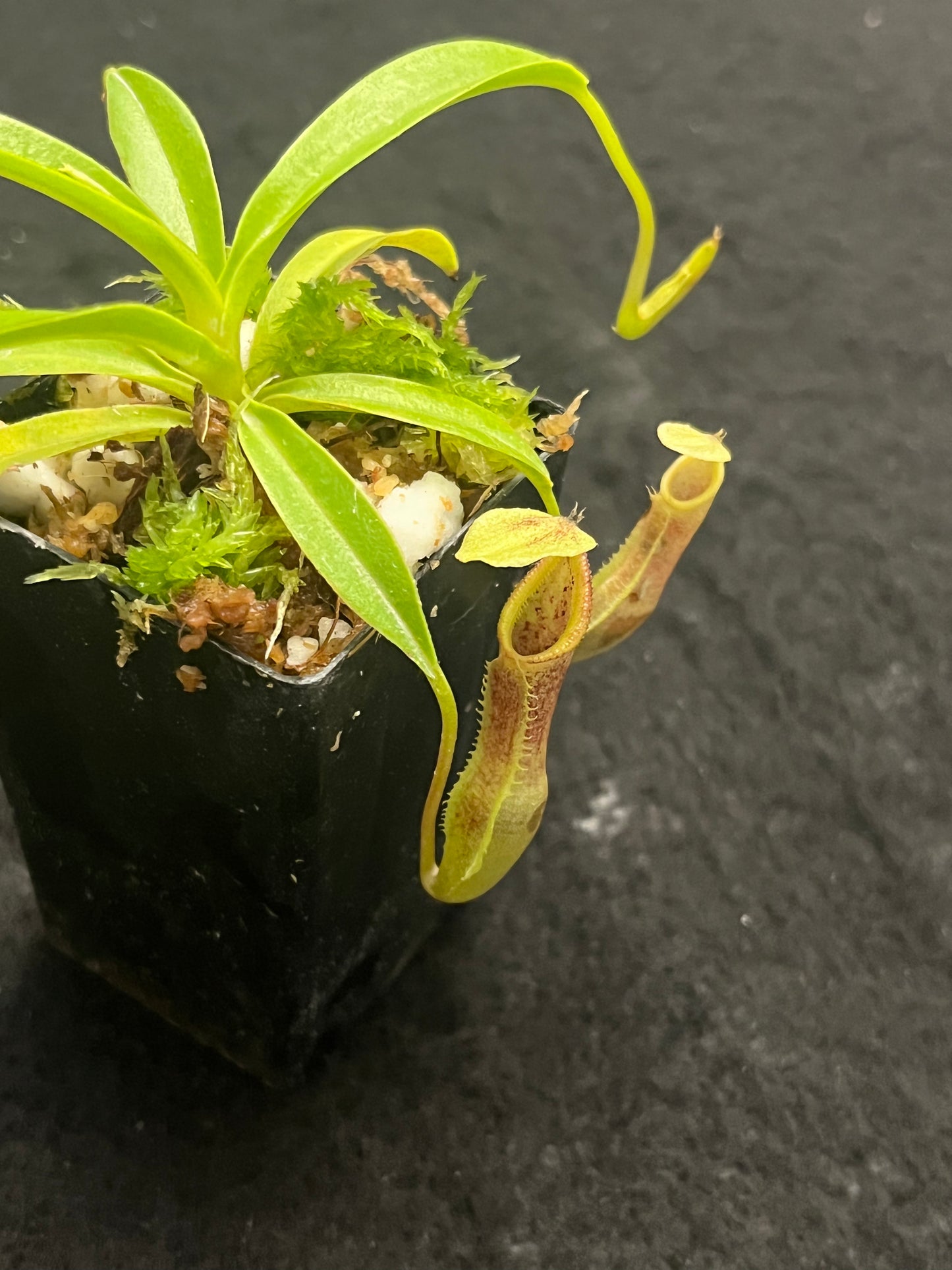 Nepenthes singalana BE-3170