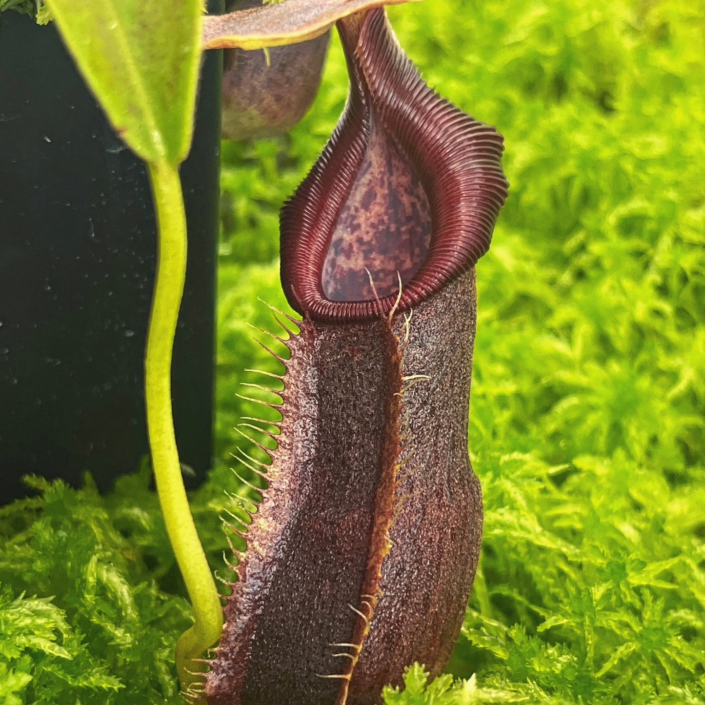 Nepenthes spathulata x singalana BE-4004