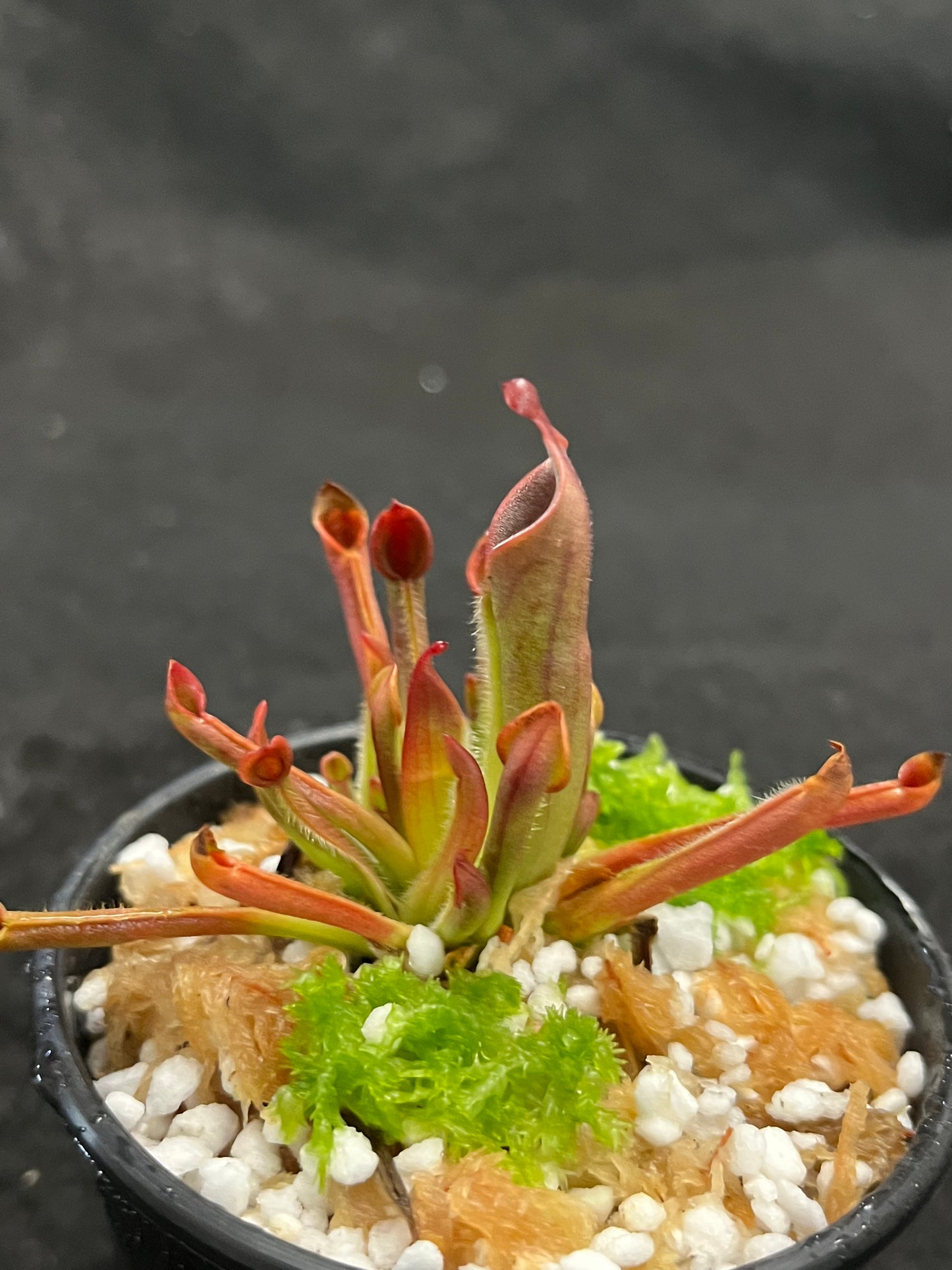 Heliamphora heterodoxa x minor