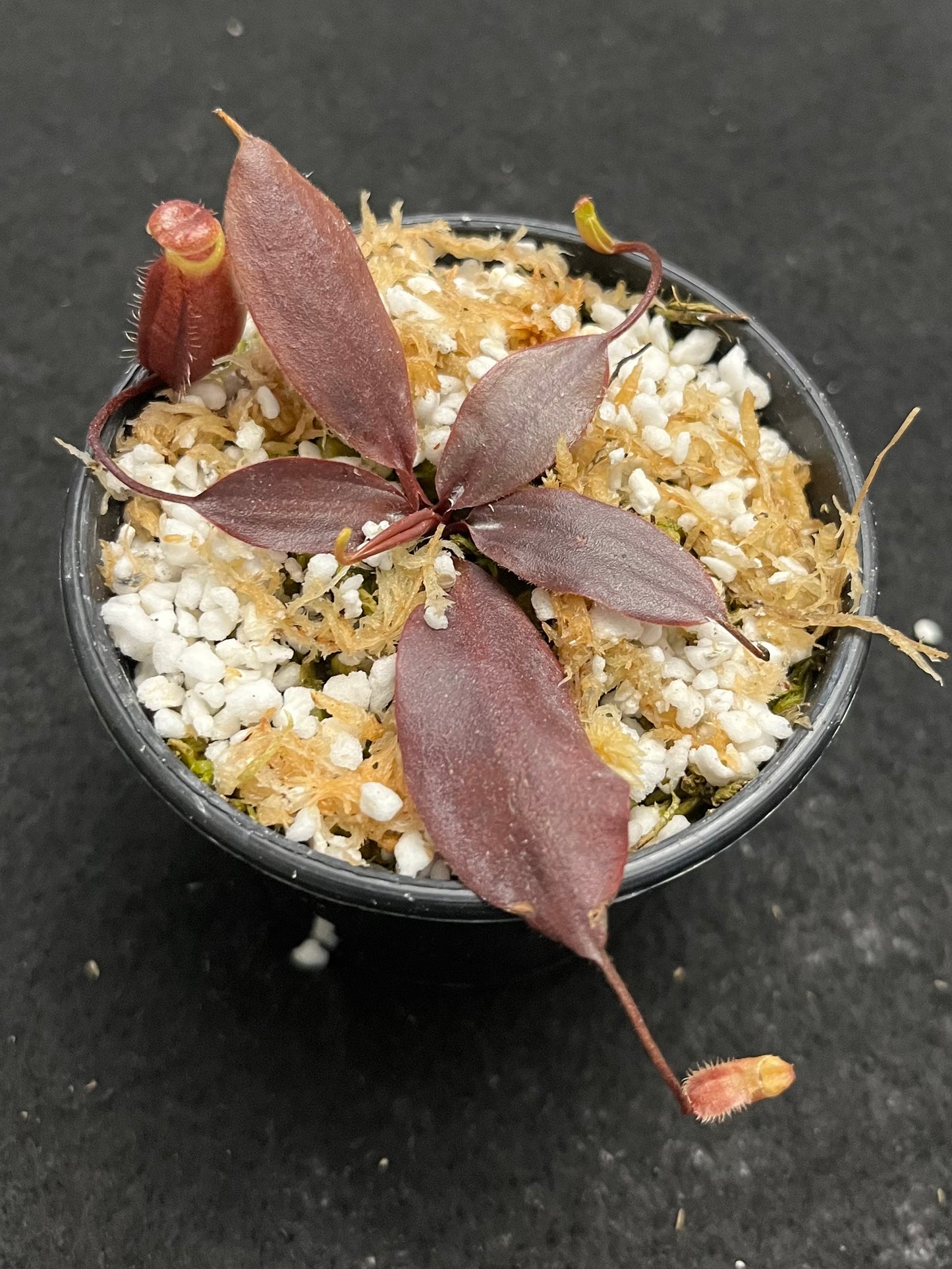 Nepenthes palawanensis