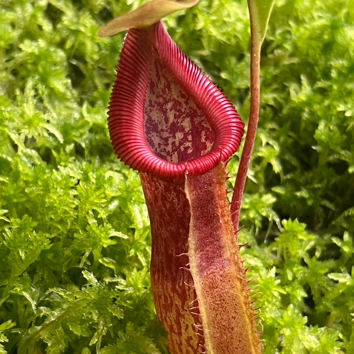 Nepenthes singalana x burkei