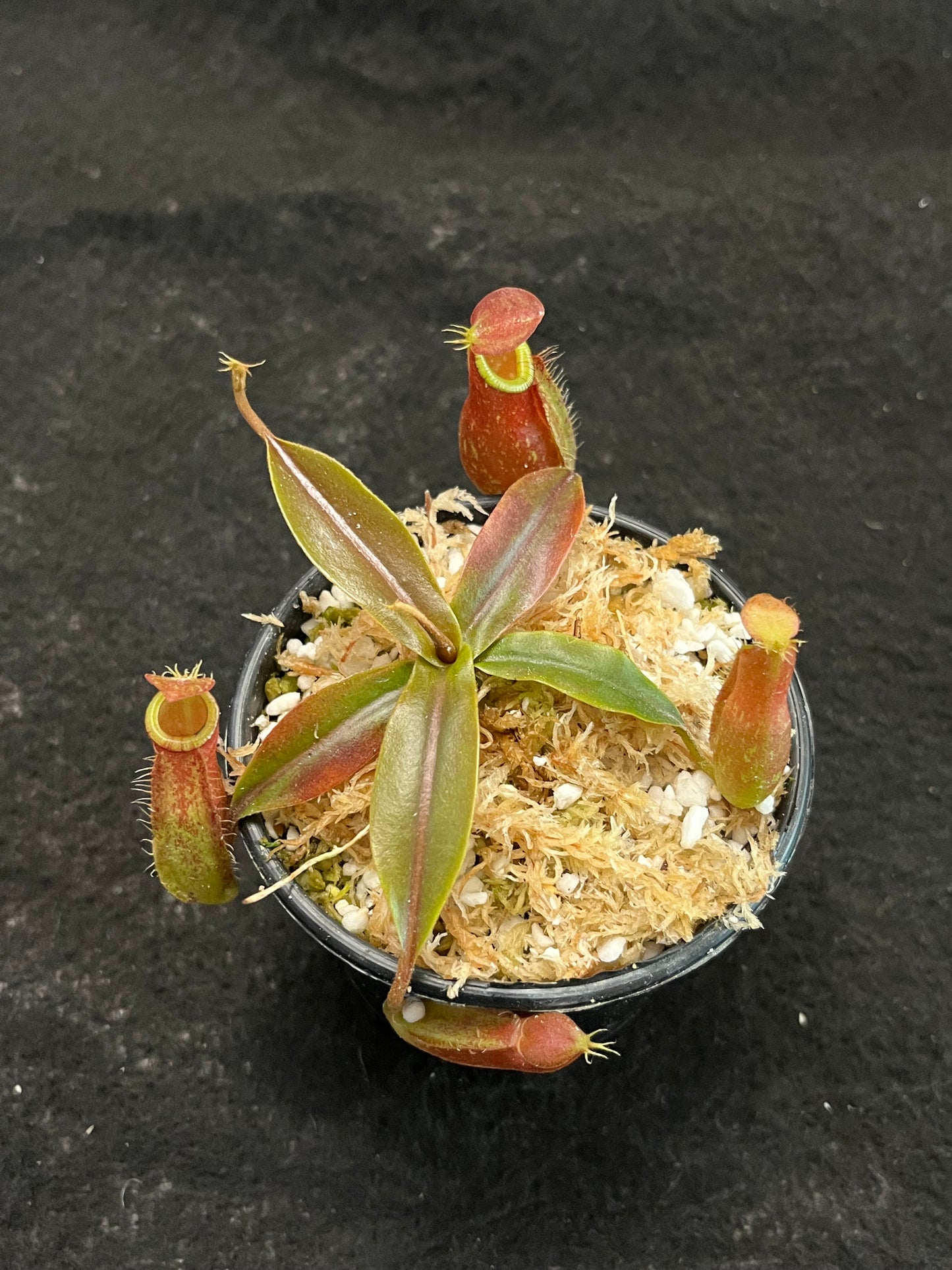 Nepenthes ampullaria x (spectabilis x talangensis)