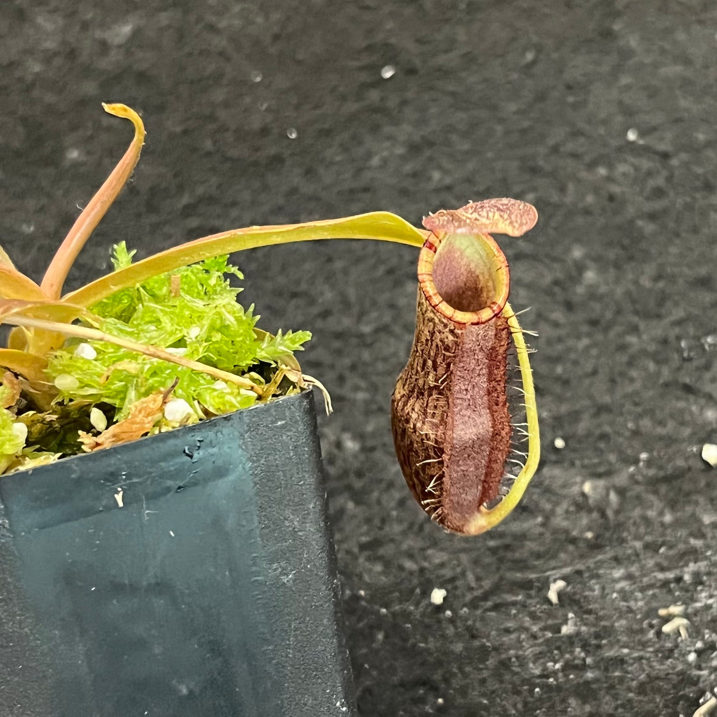 Nepenthes 'Helen' BE-4528