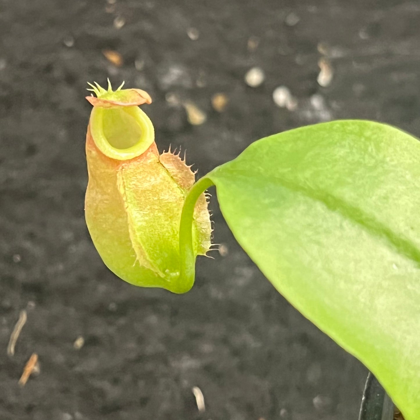 Nepenthes (viking x ampullaria red stripped) x (viking x bicalcarata) SG