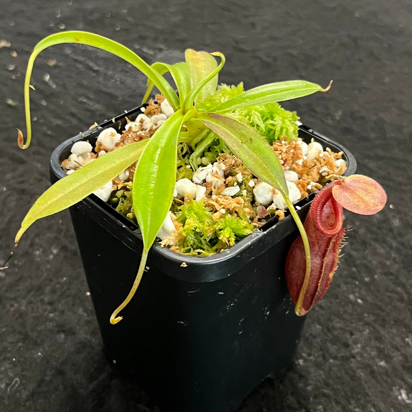 Nepenthes singalana x ovata BE-3882